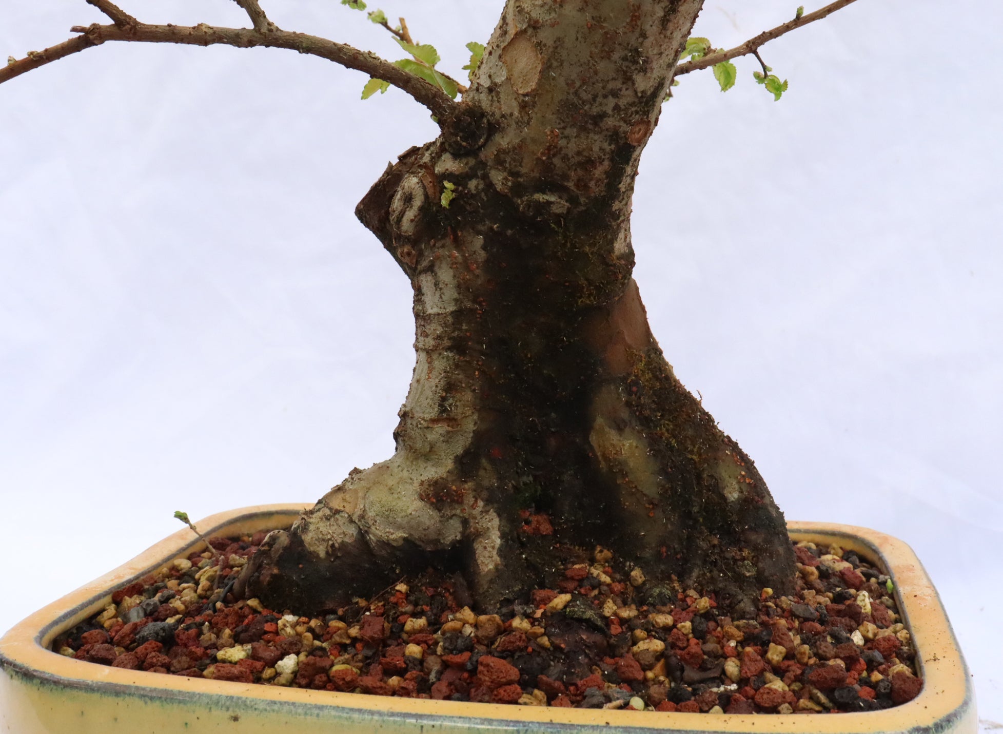 Chinese Elm Specimen Bonsai