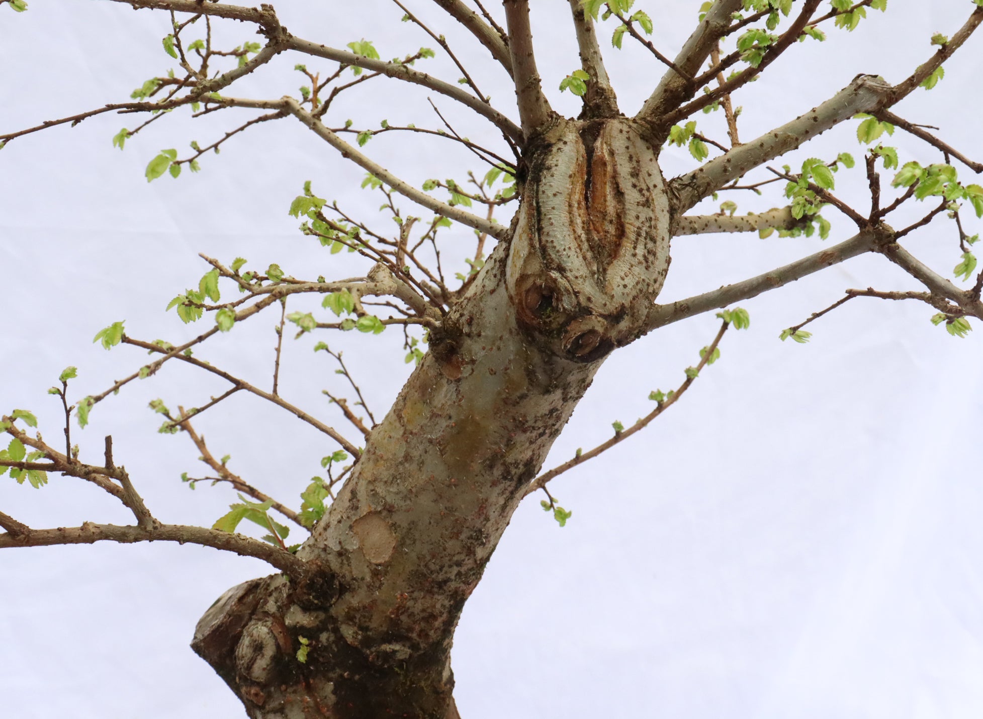 Chinese Elm Specimen Bonsai