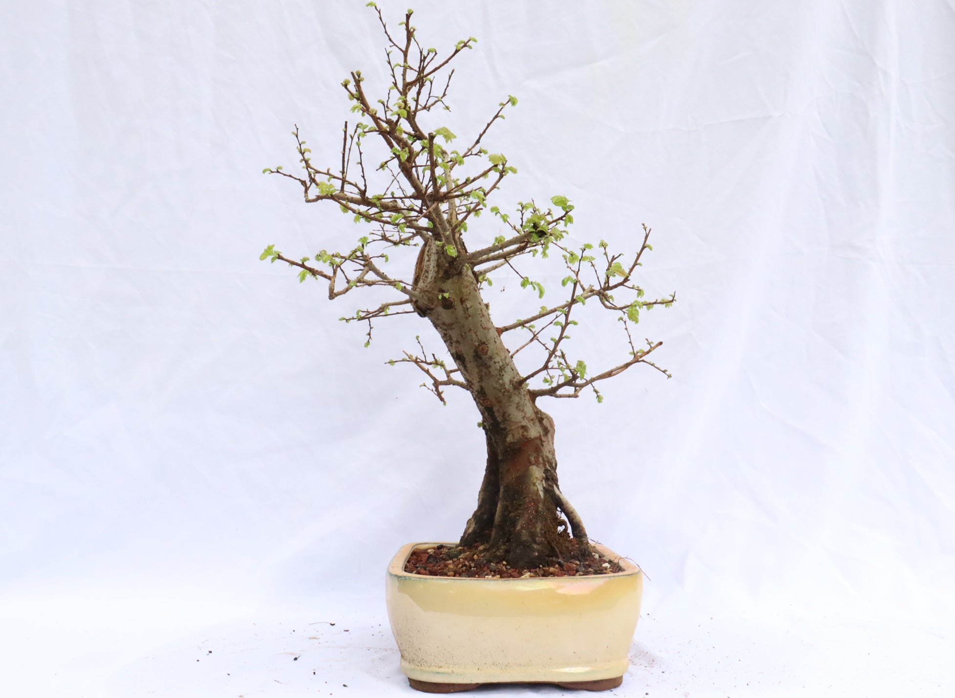 Chinese Elm Specimen Bonsai