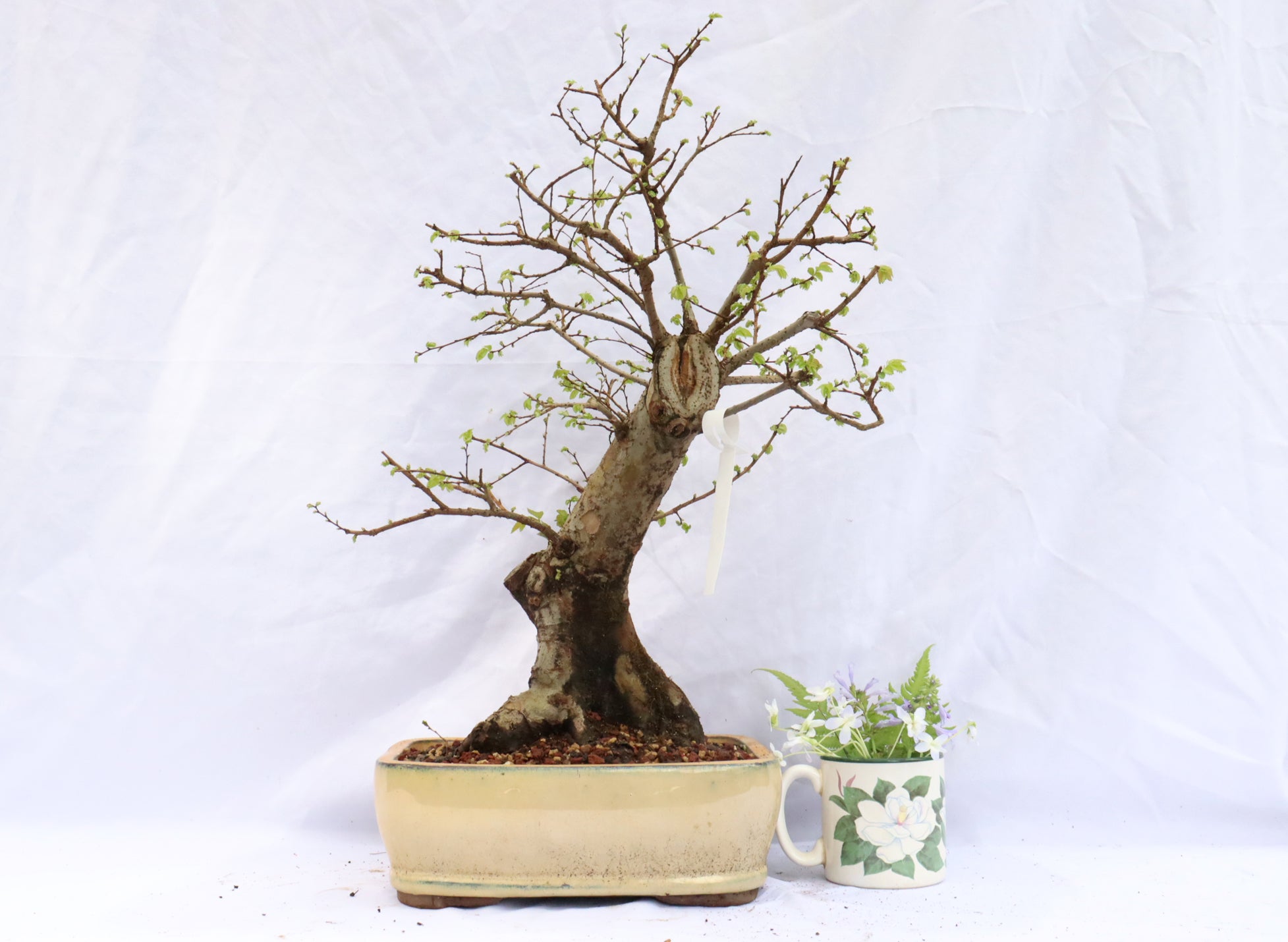 Chinese Elm Specimen Bonsai