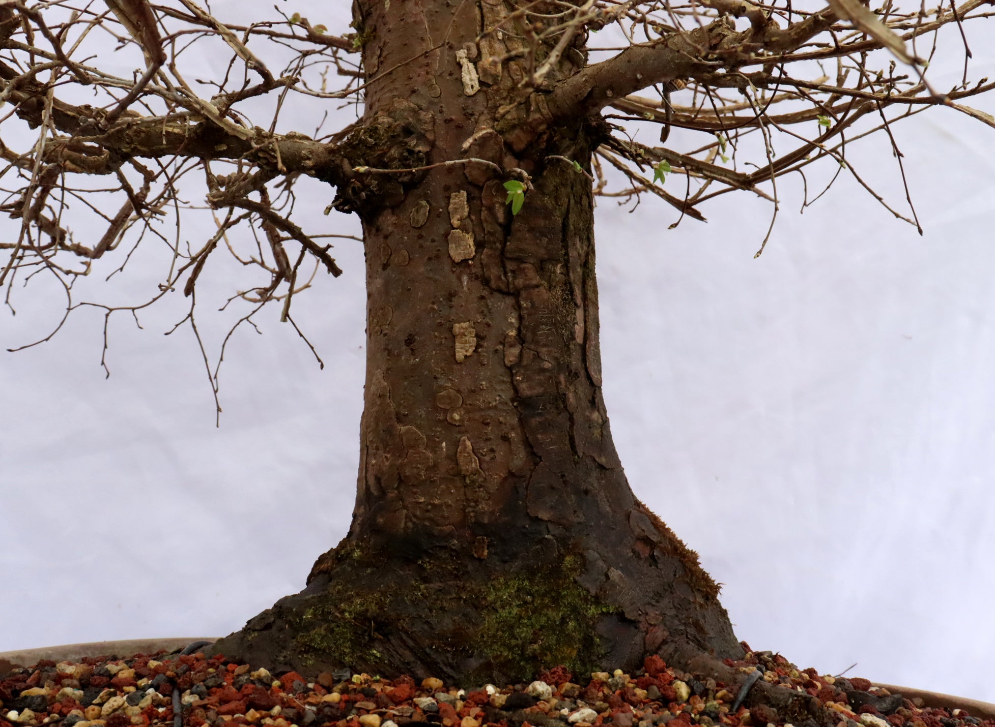 Winged Elm Specimen Bonsai
