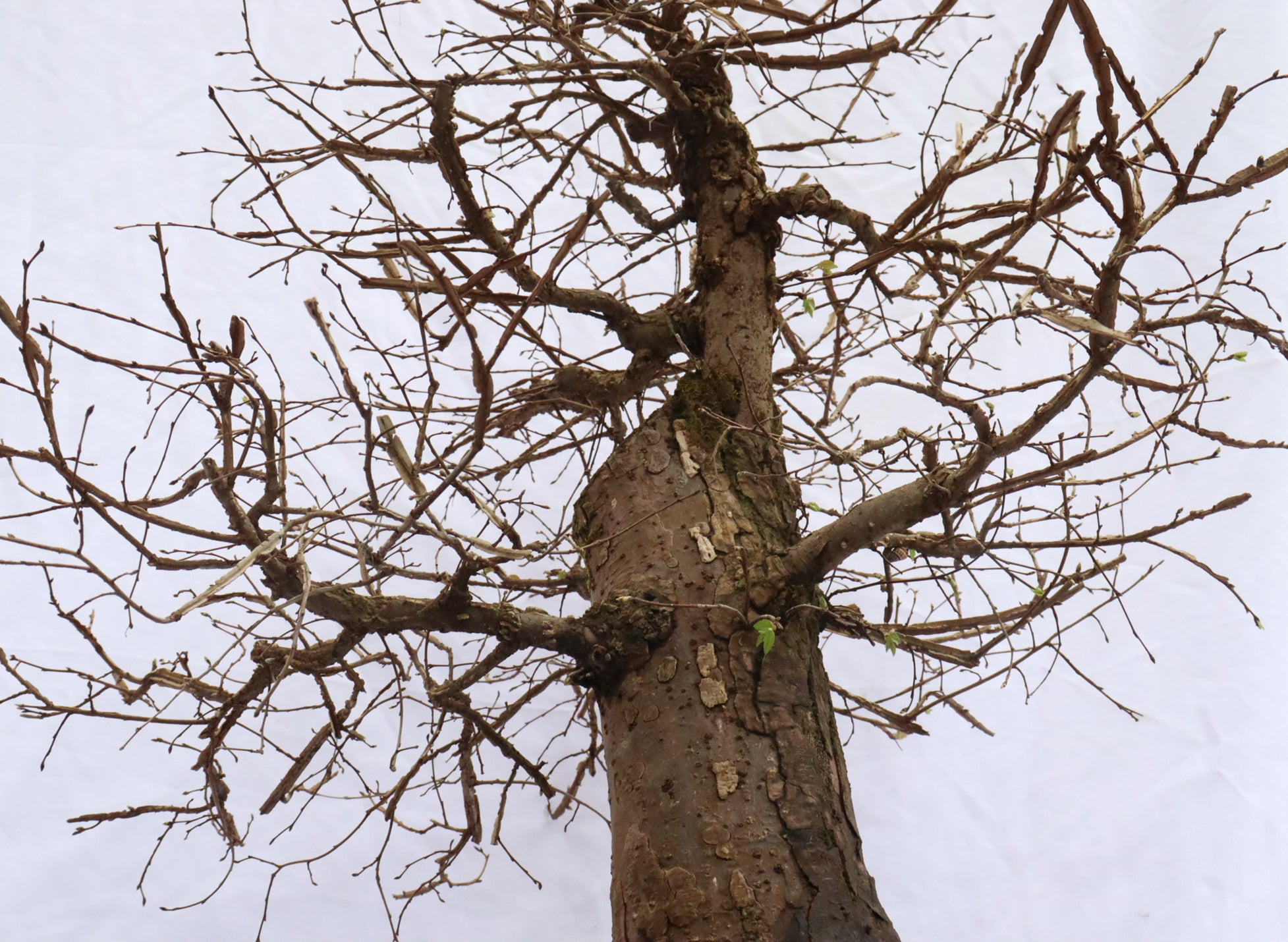Winged Elm Specimen Bonsai