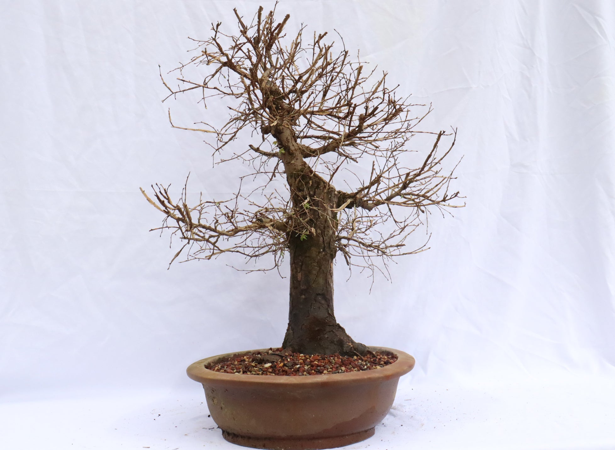 Winged Elm Specimen Bonsai