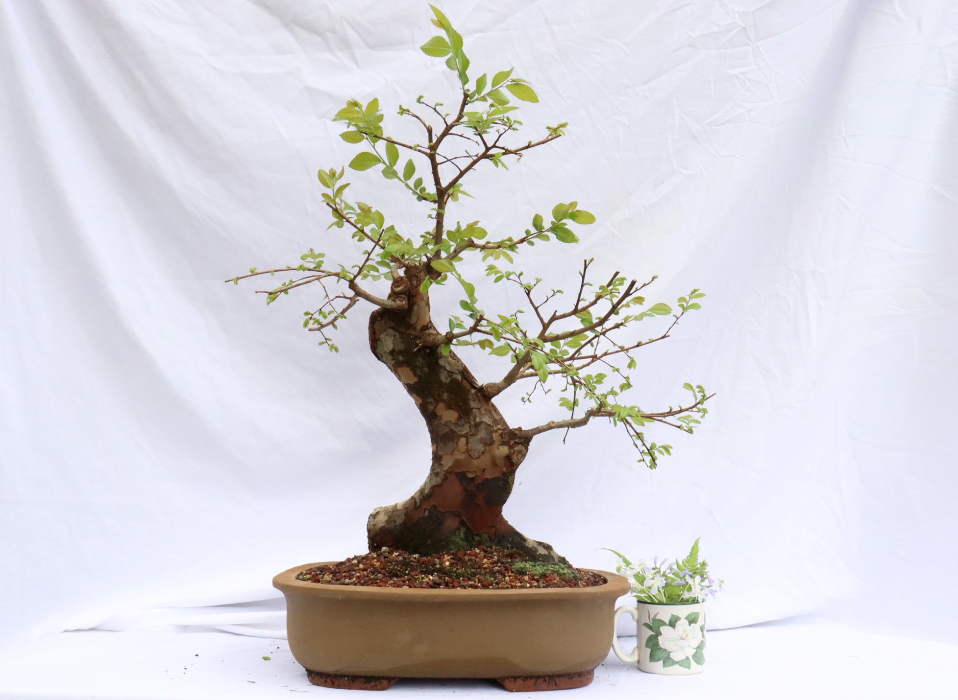Chinese Elm Specimen Bonsai