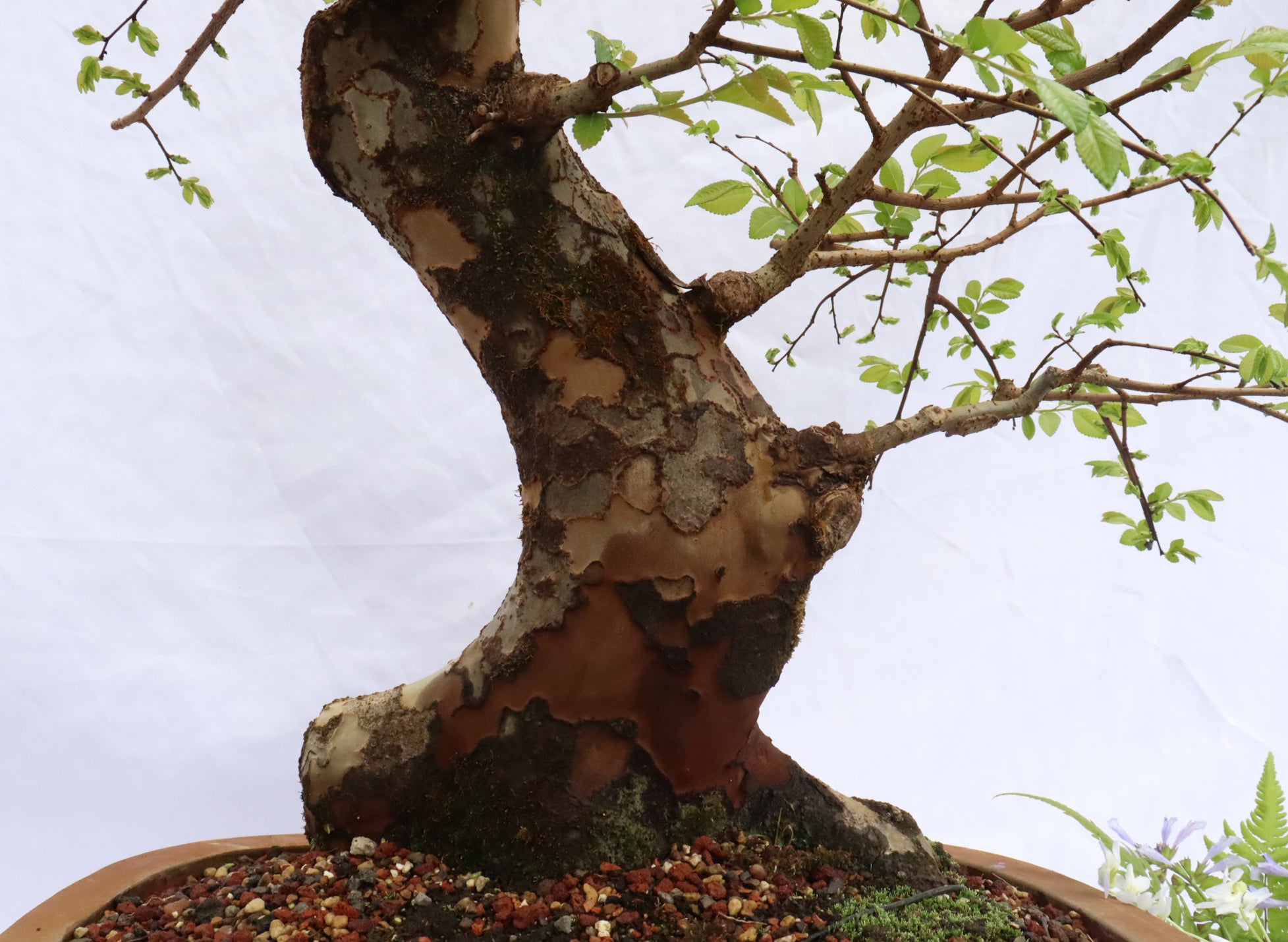 Chinese Elm Specimen Bonsai