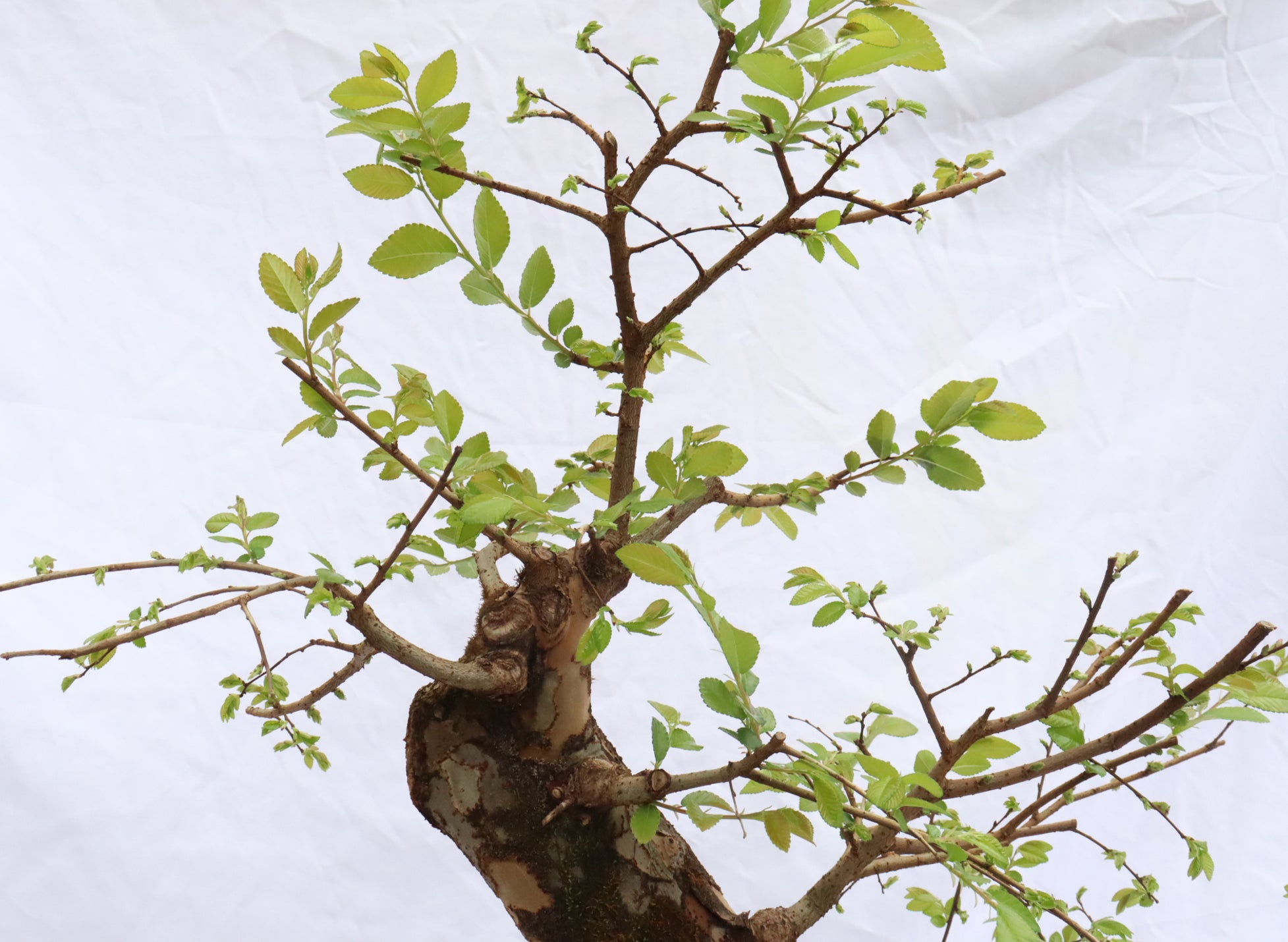 Chinese Elm Specimen Bonsai