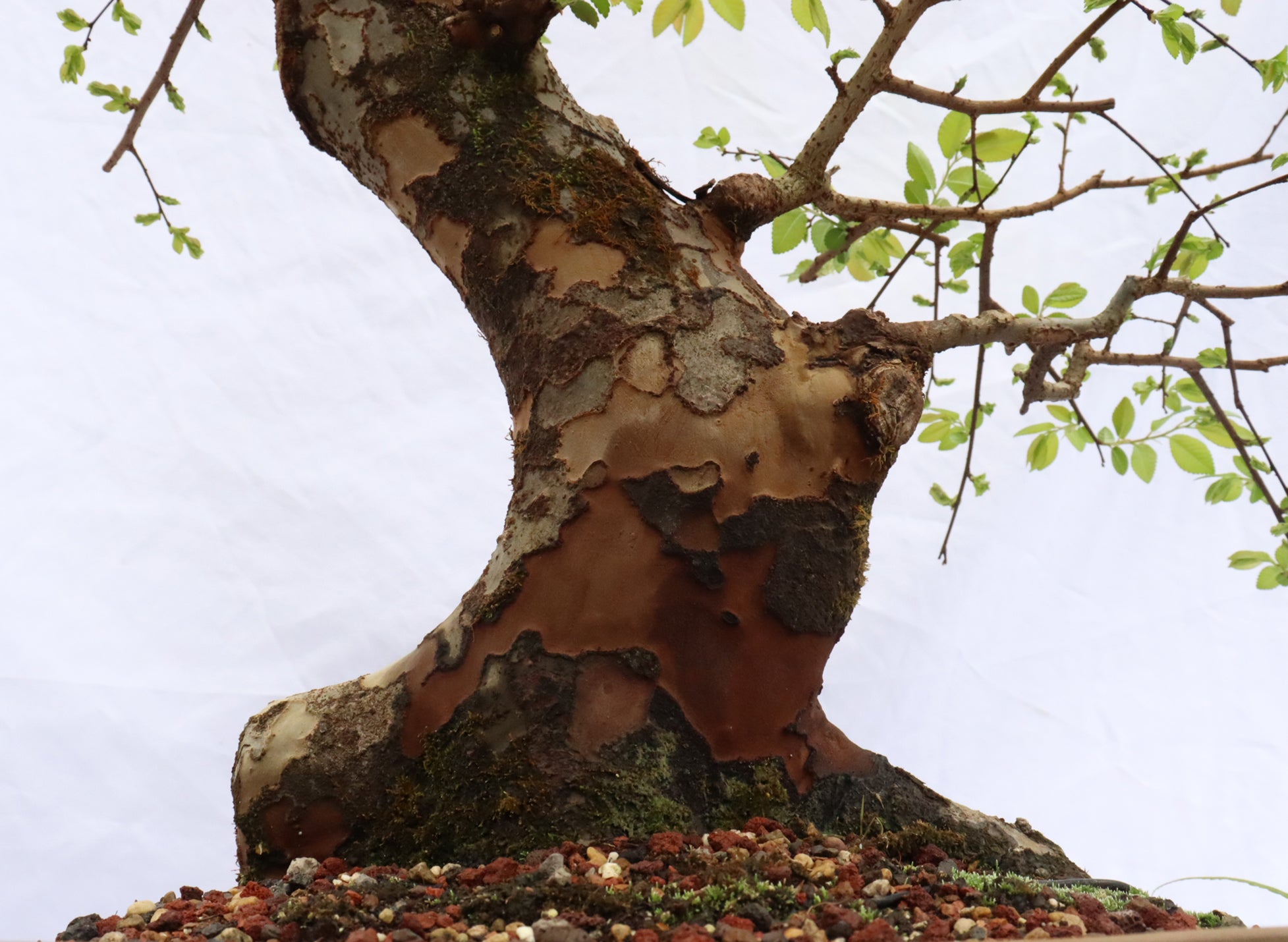 Chinese Elm Specimen Bonsai