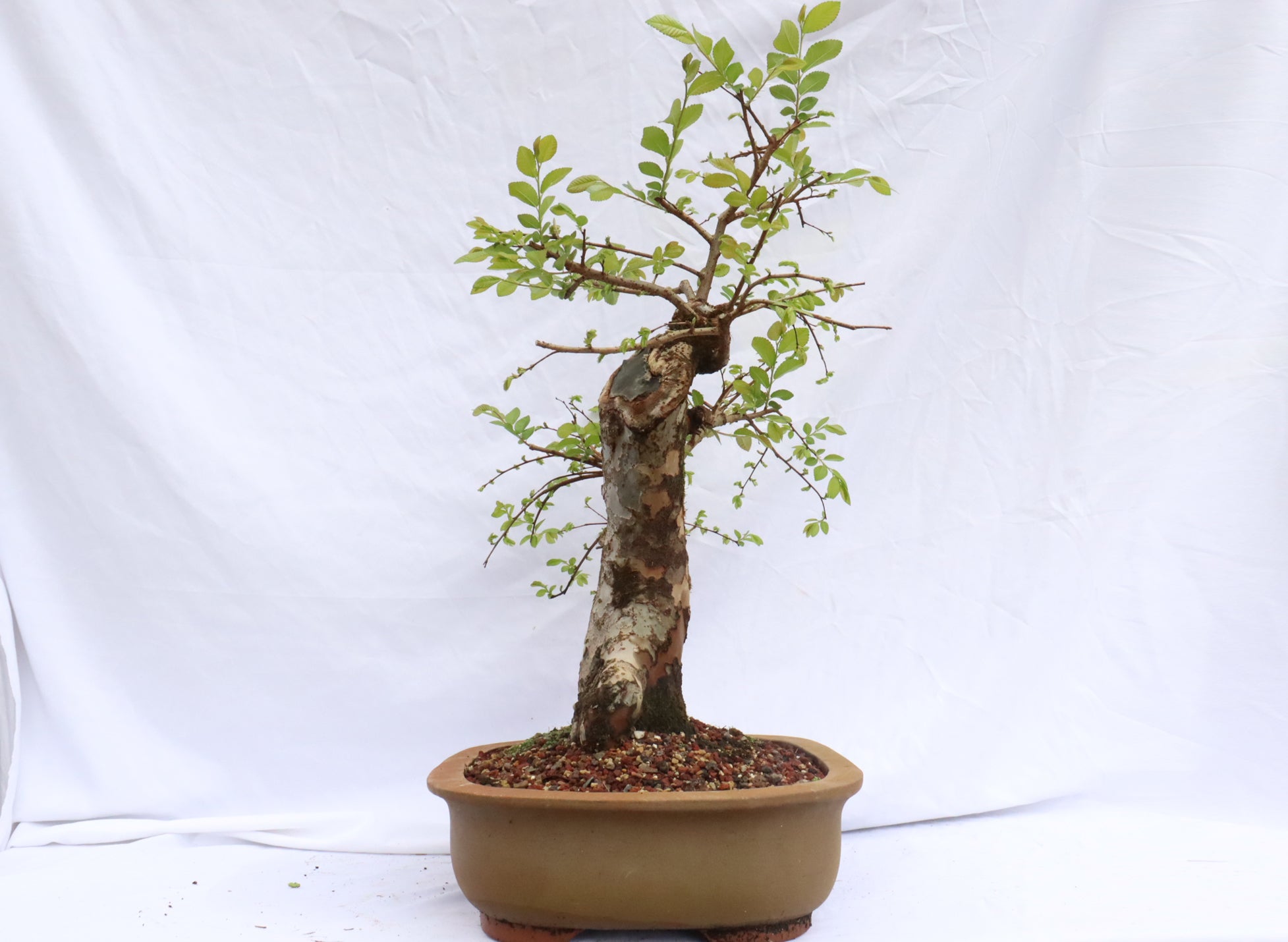 Chinese Elm Specimen Bonsai