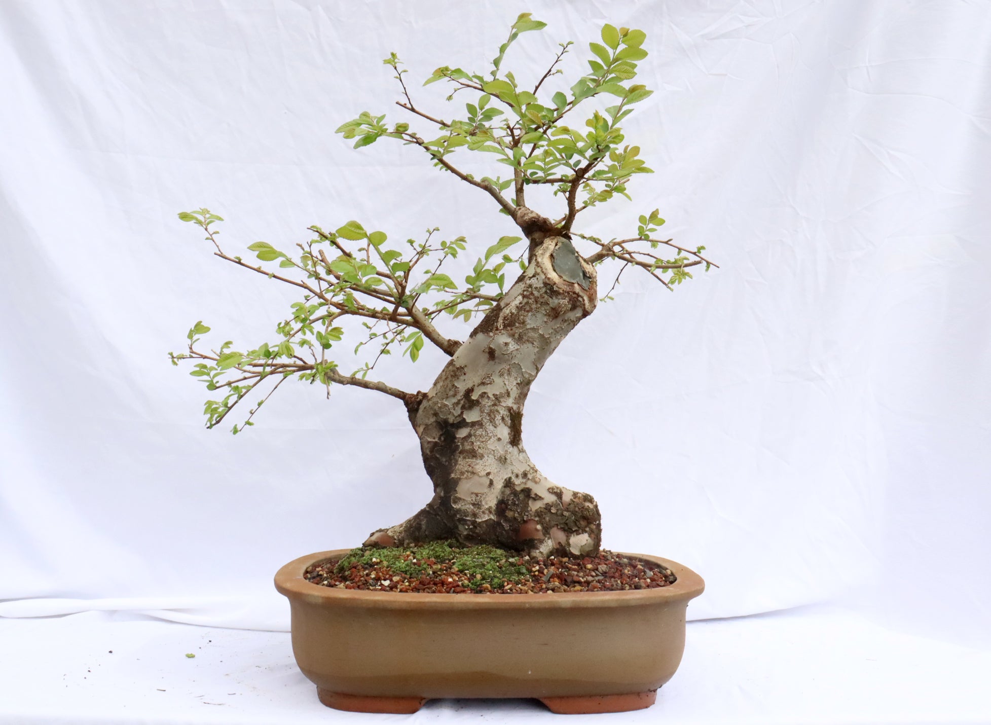 Chinese Elm Specimen Bonsai
