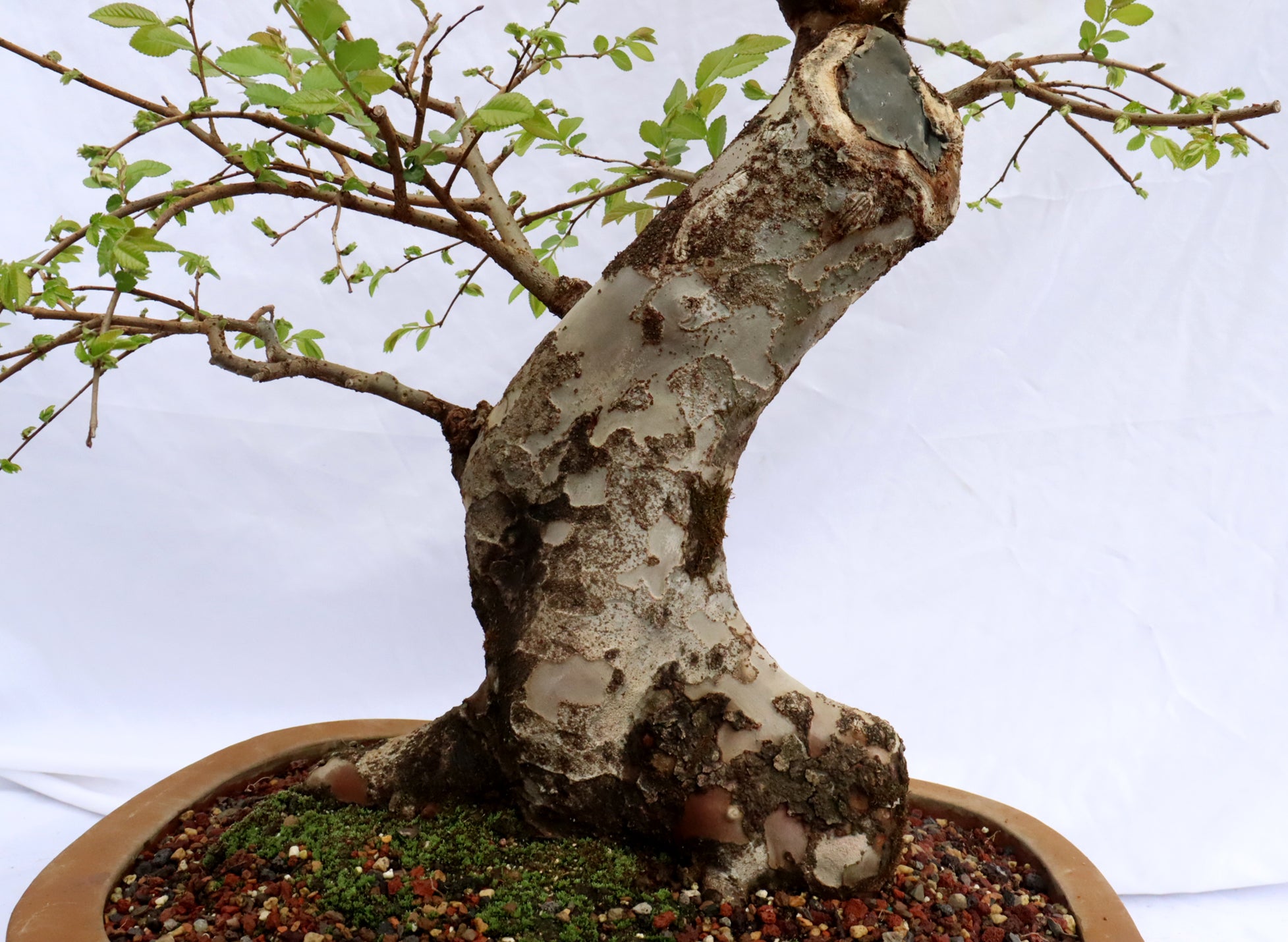 Chinese Elm Specimen Bonsai
