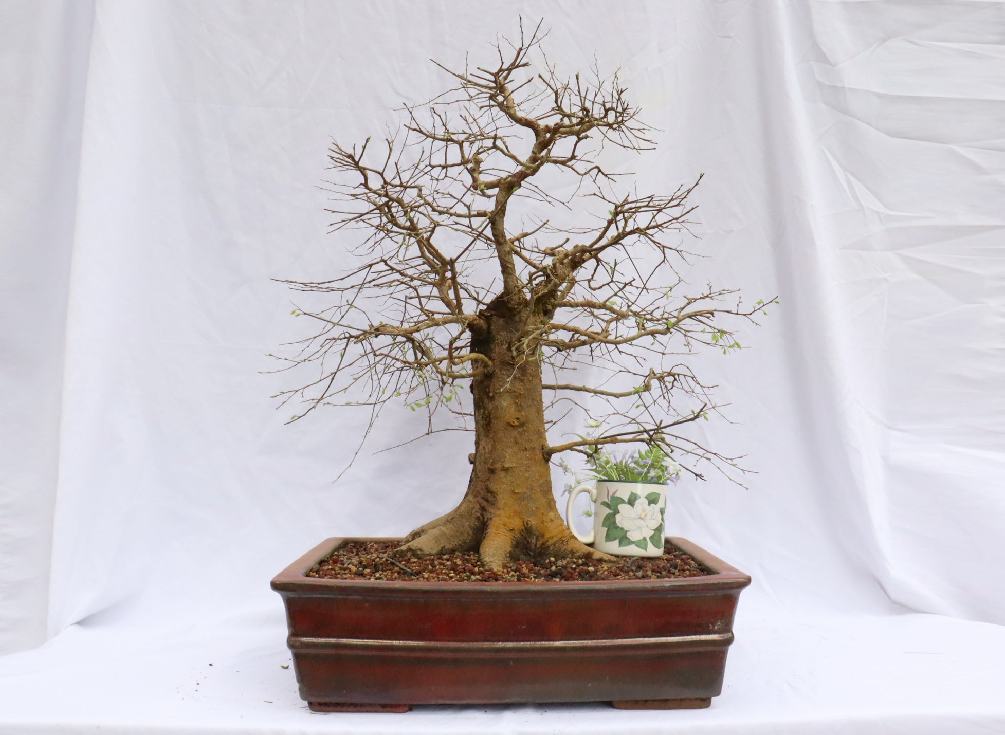 Large Hackberry Specimen Bonsai