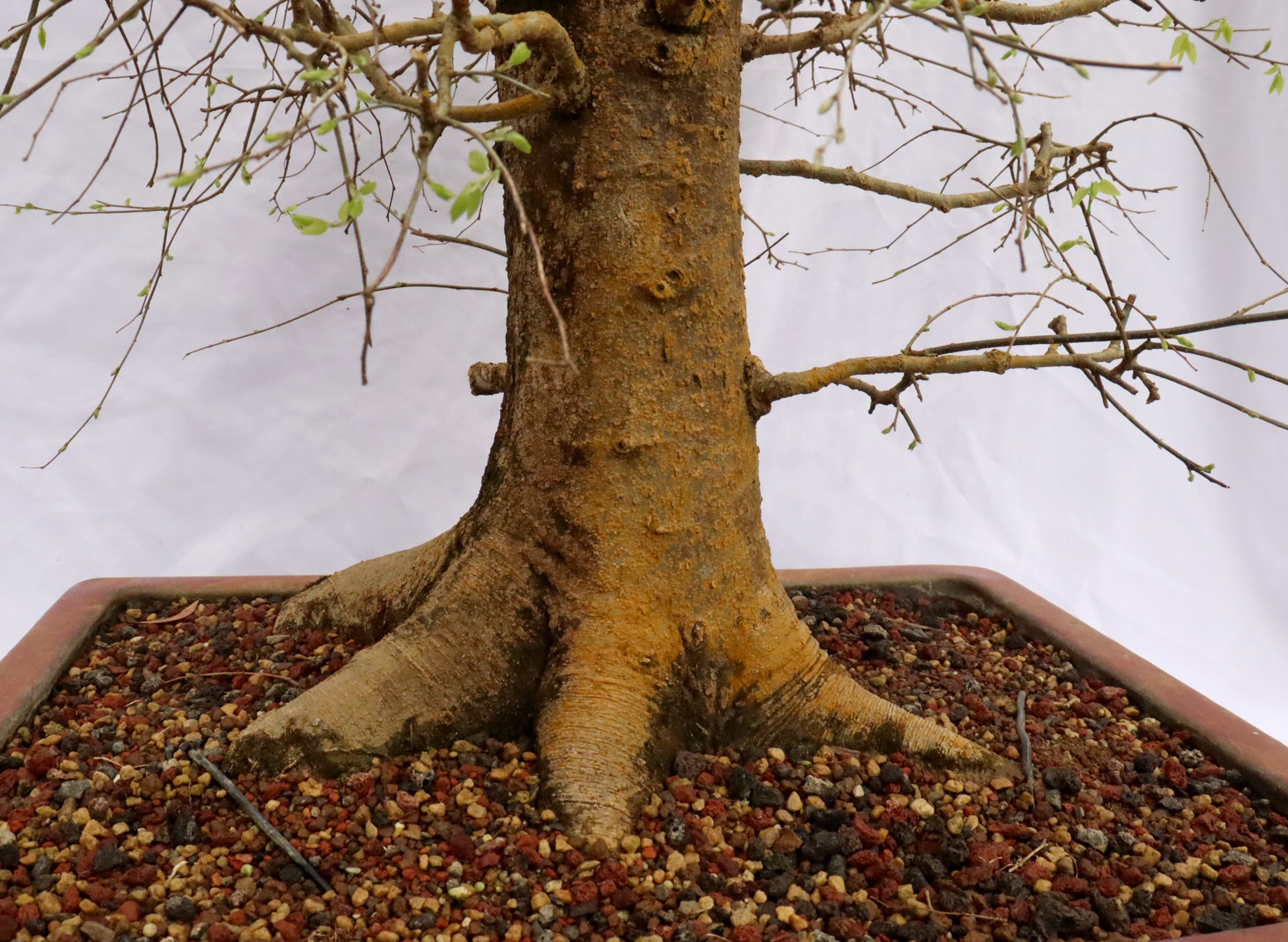 Large Hackberry Specimen Bonsai
