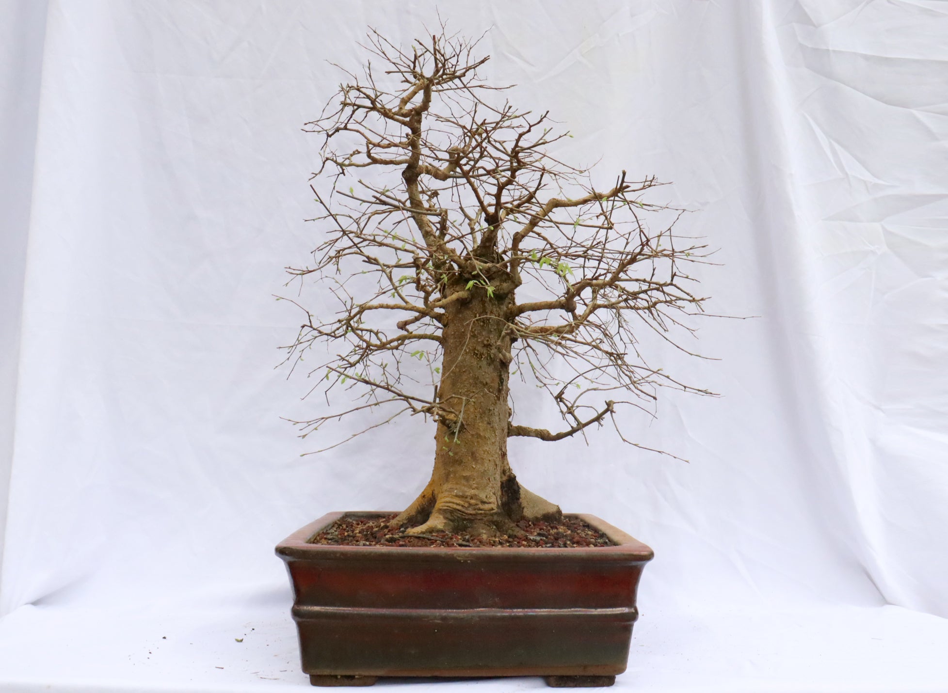 Large Hackberry Specimen Bonsai