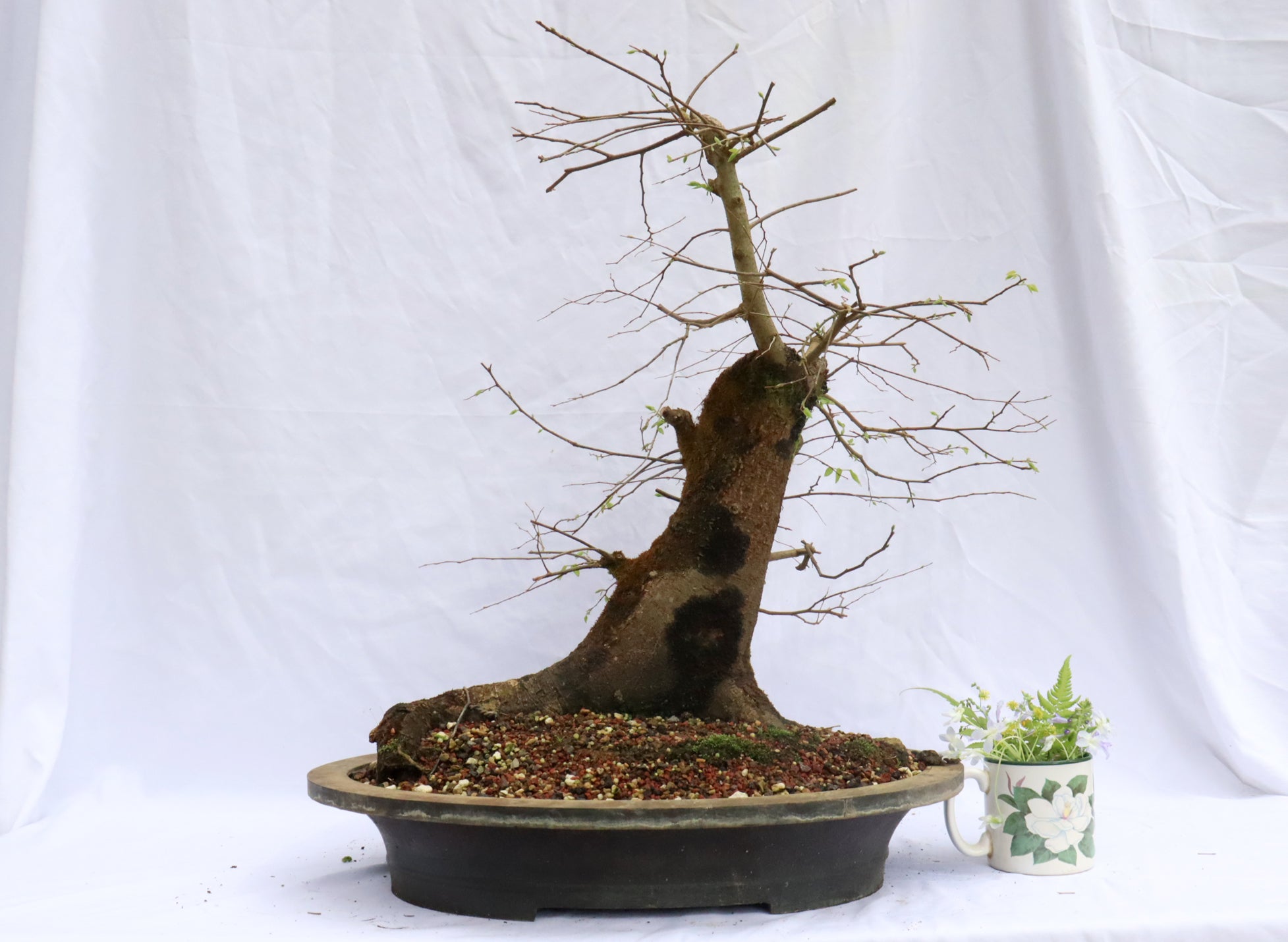 Large Hackberry Specimen Bonsai