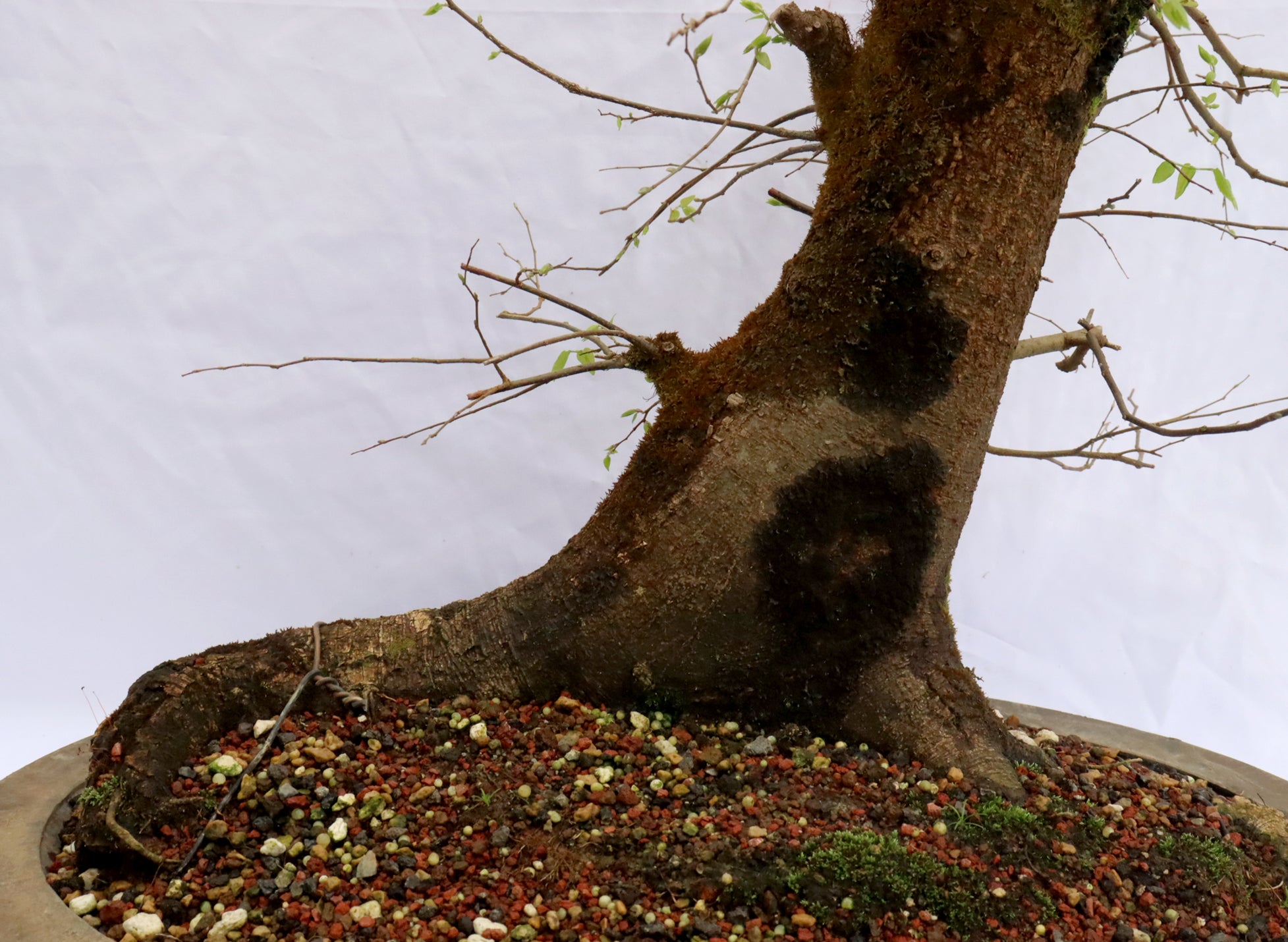 Large Hackberry Specimen Bonsai