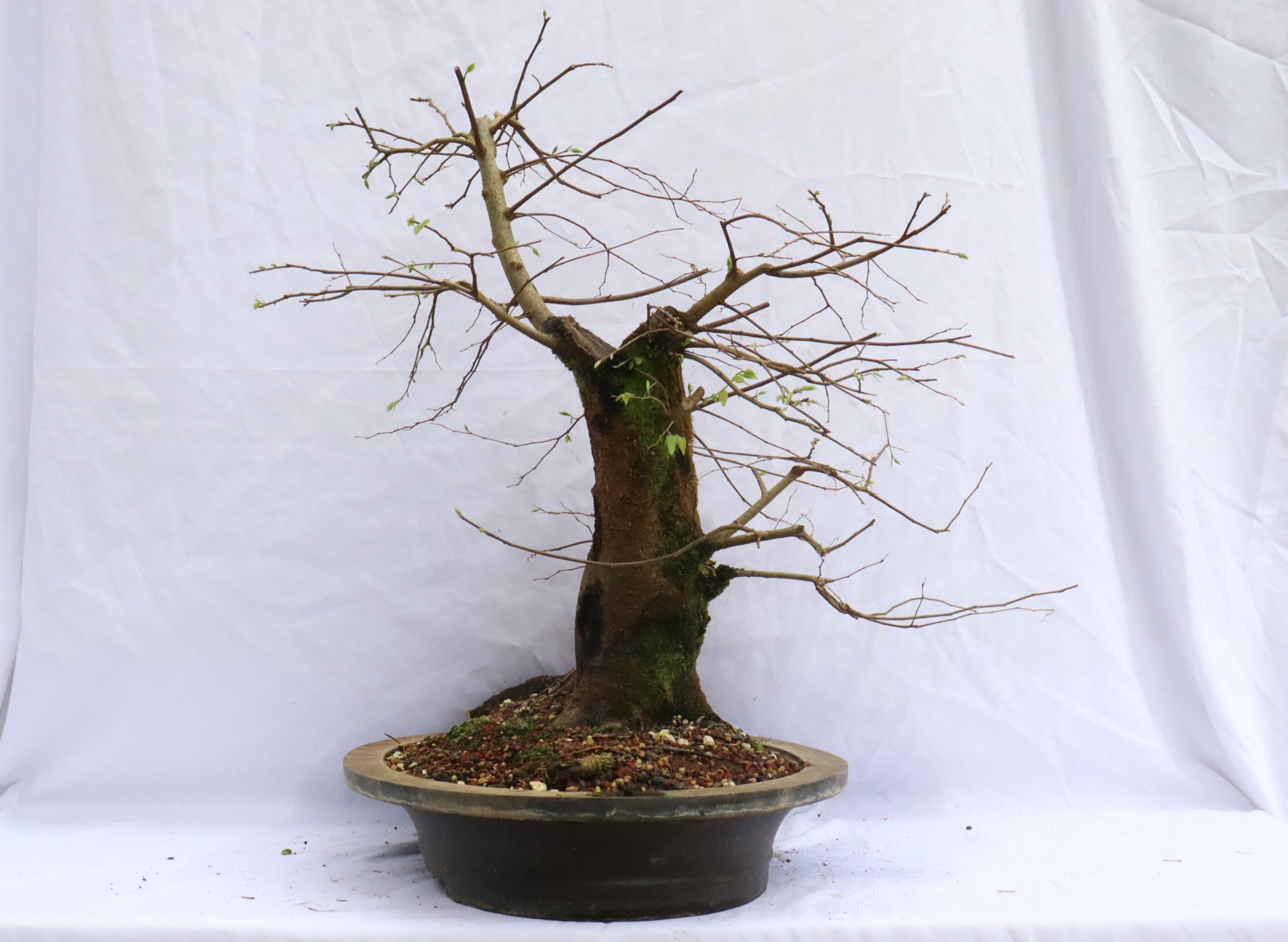 Large Hackberry Specimen Bonsai