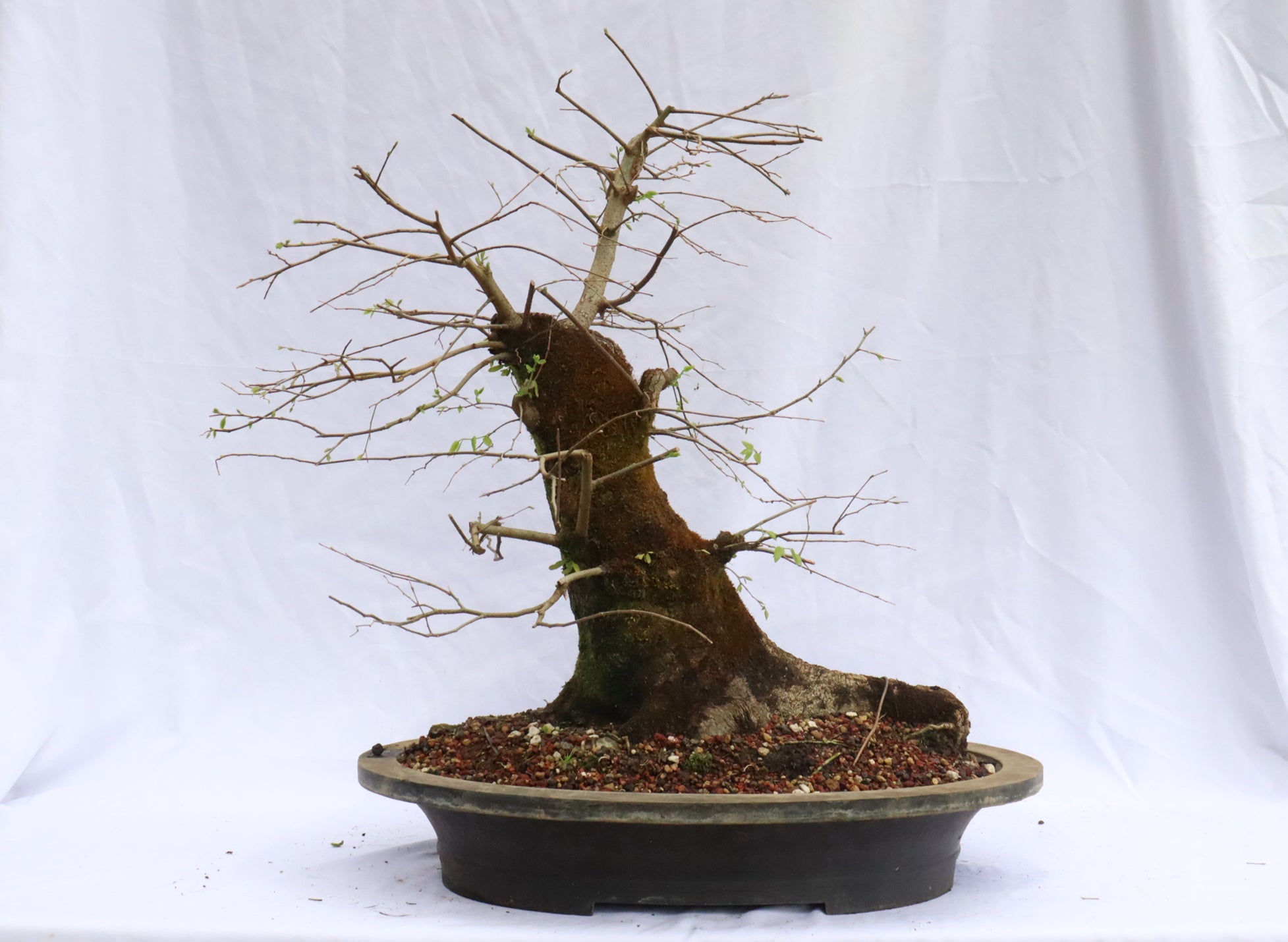 Large Hackberry Specimen Bonsai
