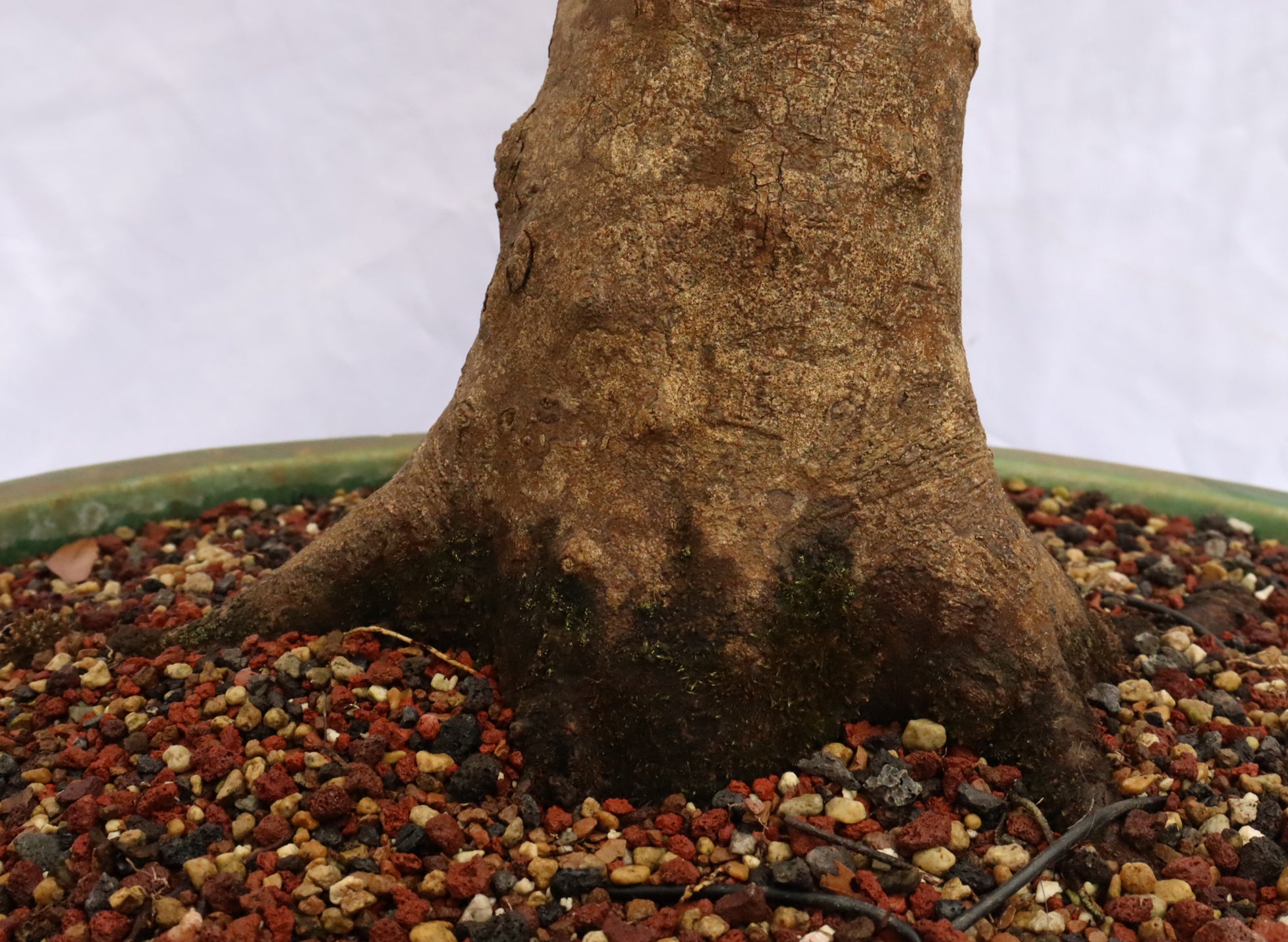 Large Trident Maple Specimen Bonsai