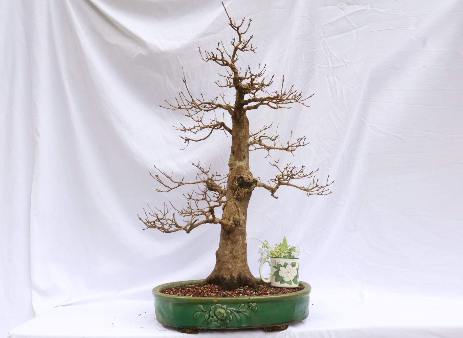 Large Trident Maple Specimen Bonsai