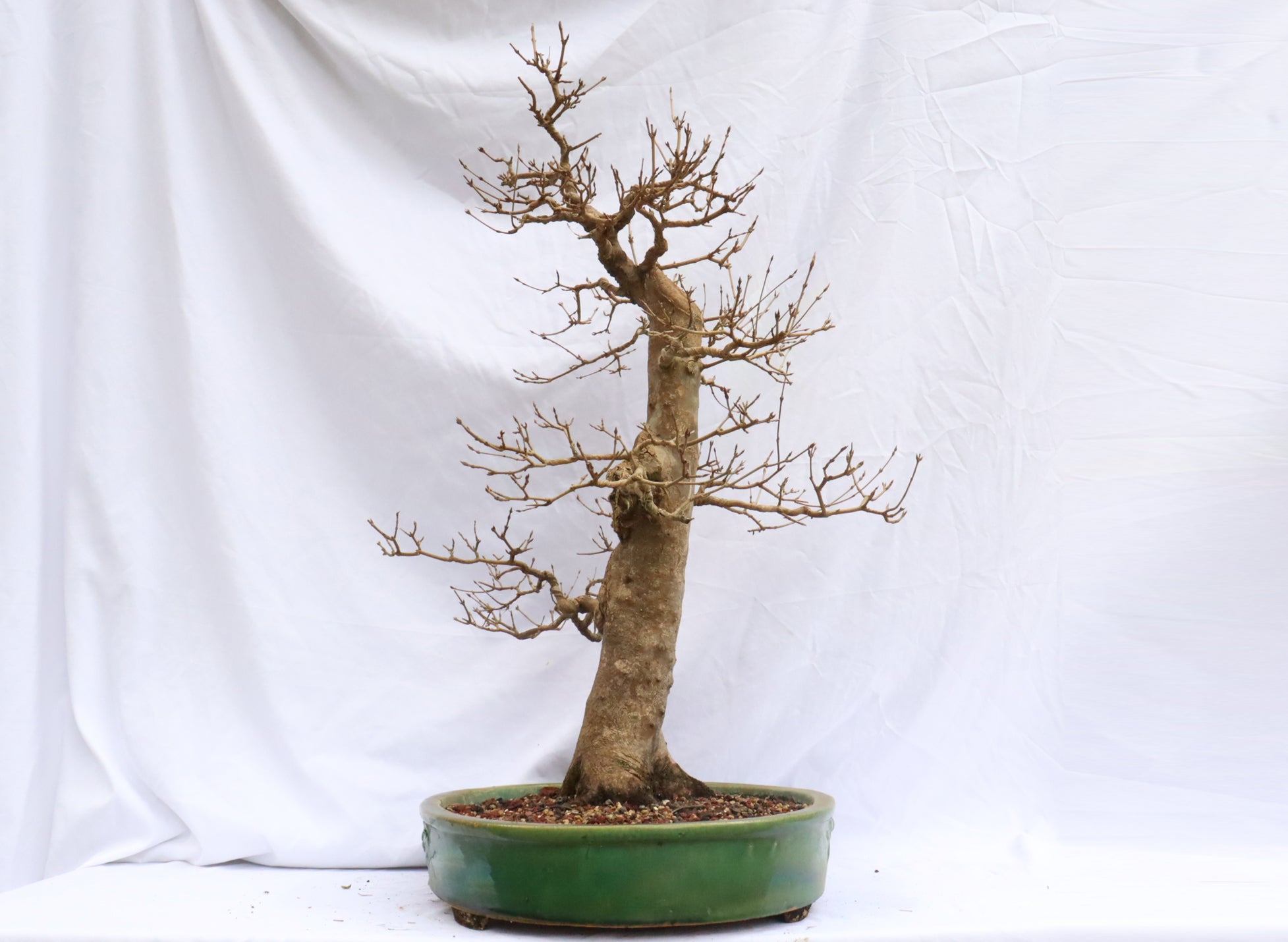 Large Trident Maple Specimen Bonsai