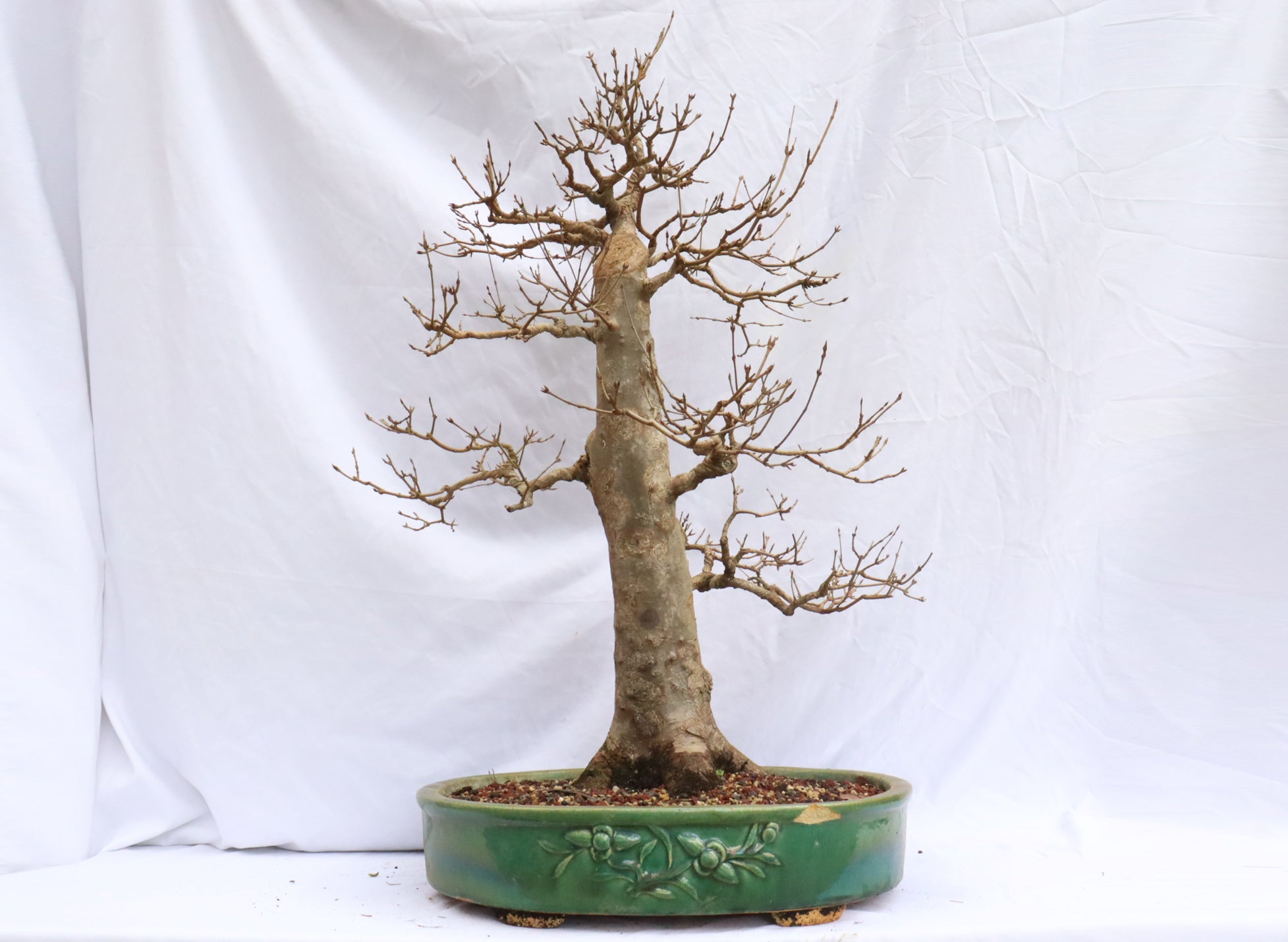 Large Trident Maple Specimen Bonsai