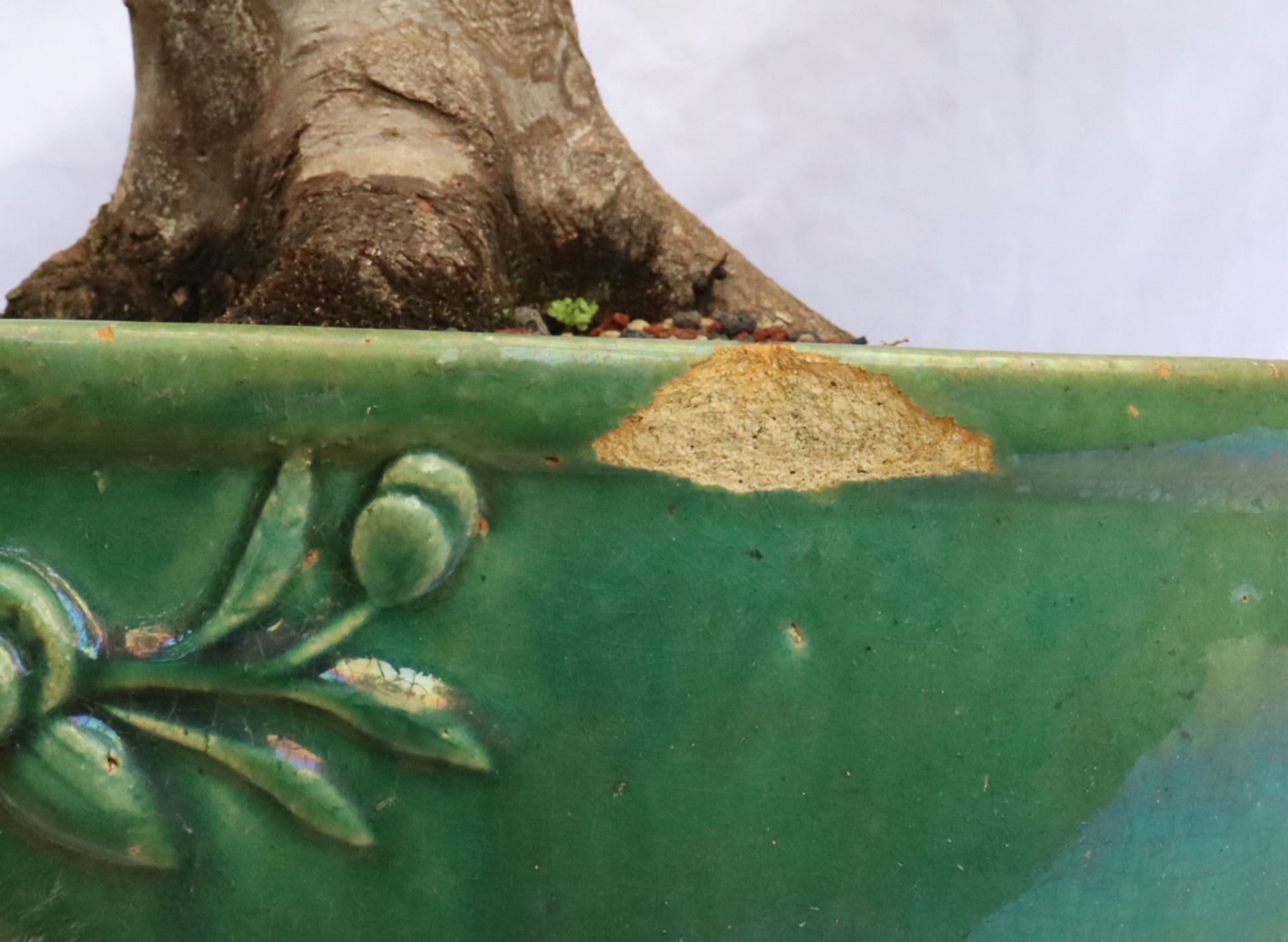 Large Trident Maple Specimen Bonsai