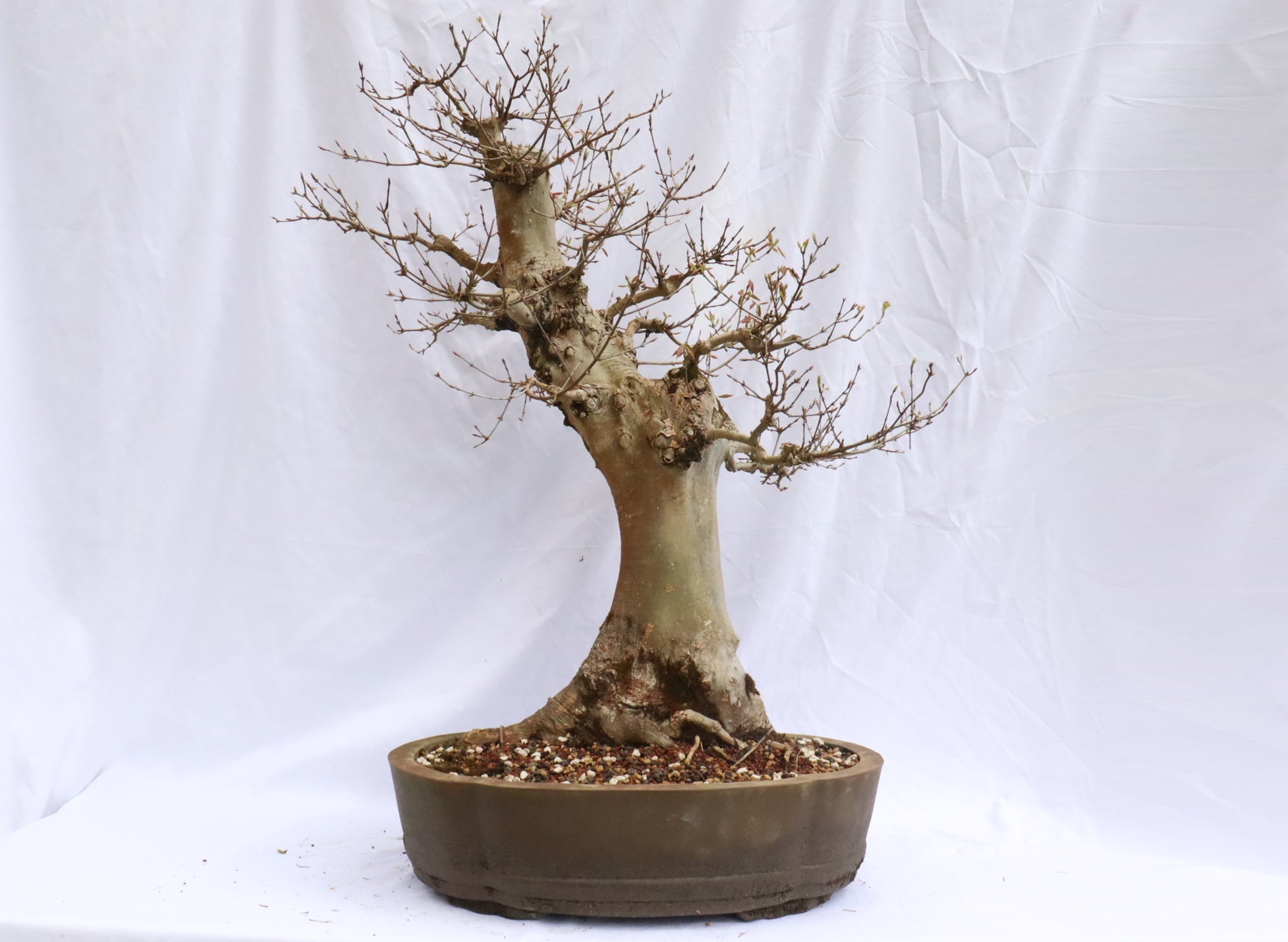 Large Trident Maple Specimen Bonsai