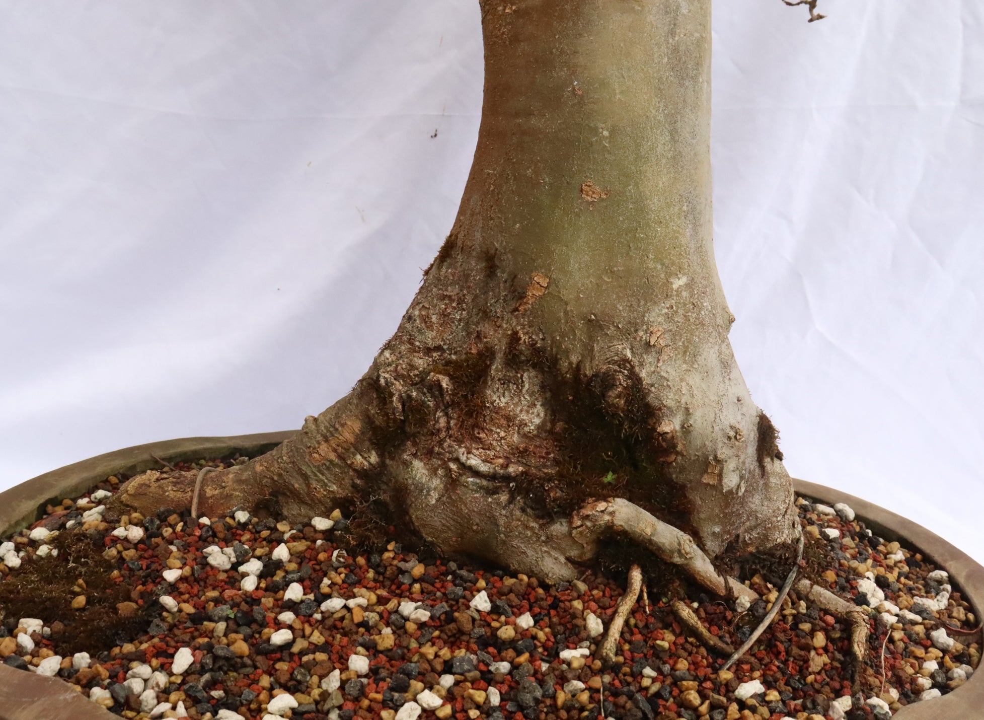 Large Trident Maple Specimen Bonsai