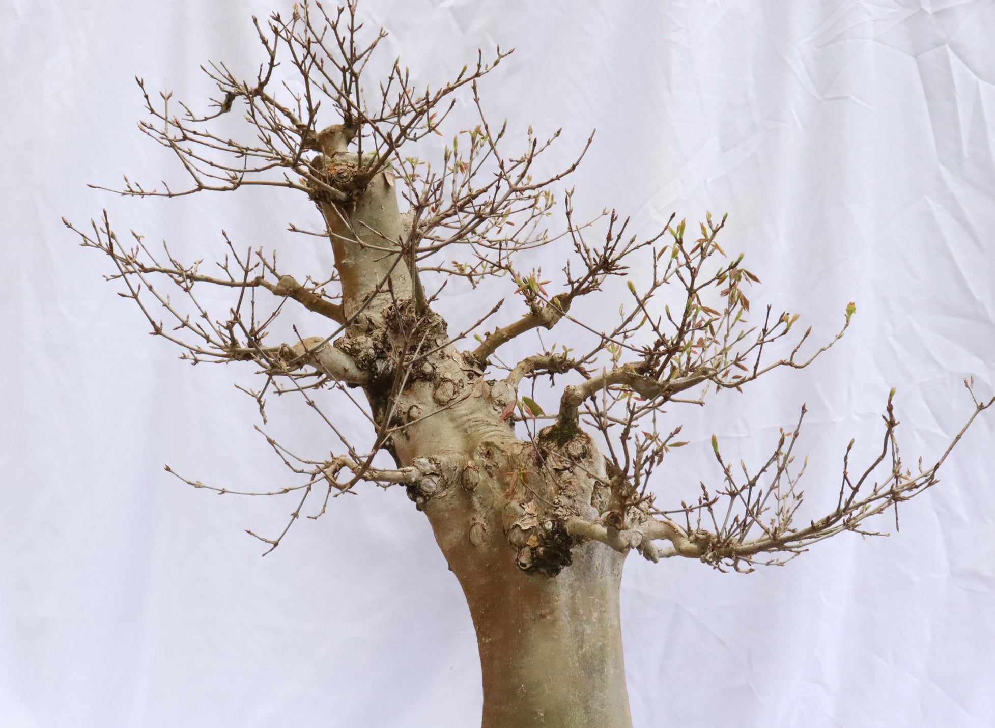 Large Trident Maple Specimen Bonsai