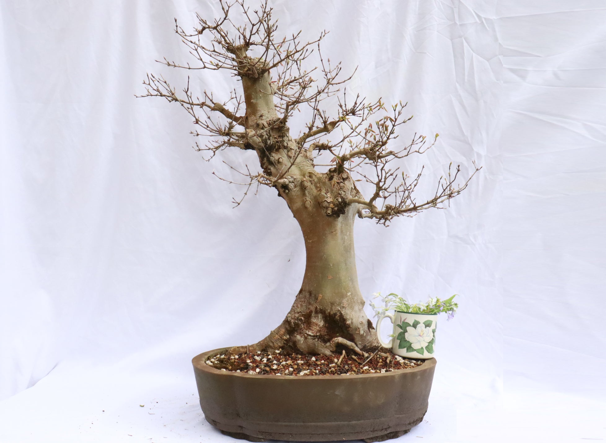 Large Trident Maple Specimen Bonsai