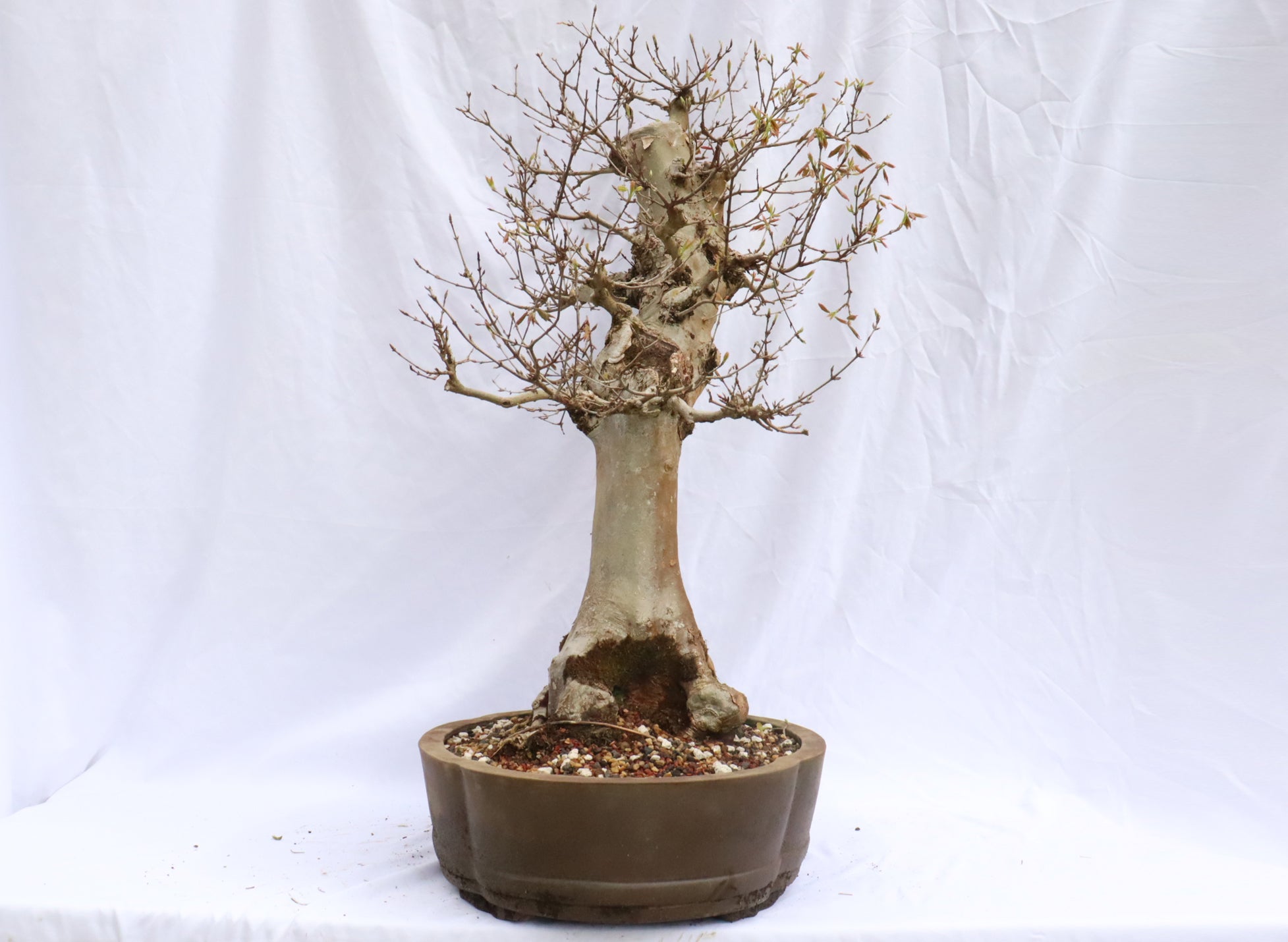 Large Trident Maple Specimen Bonsai