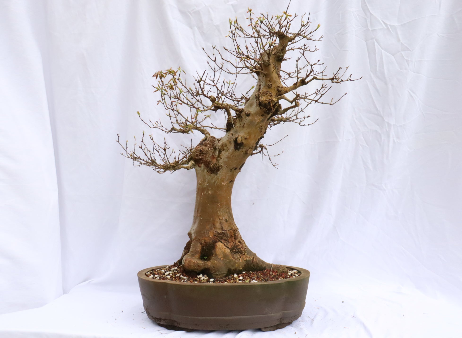 Large Trident Maple Specimen Bonsai
