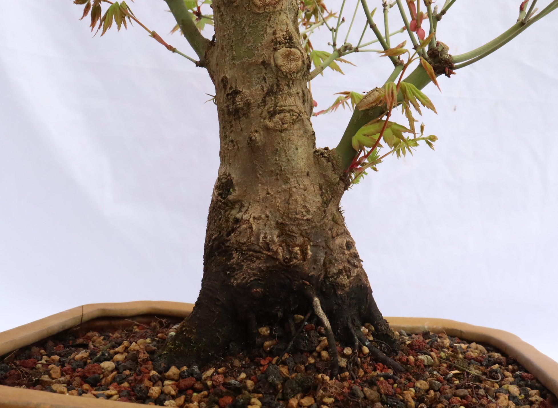 Japanese Maple Specimen Bonsai