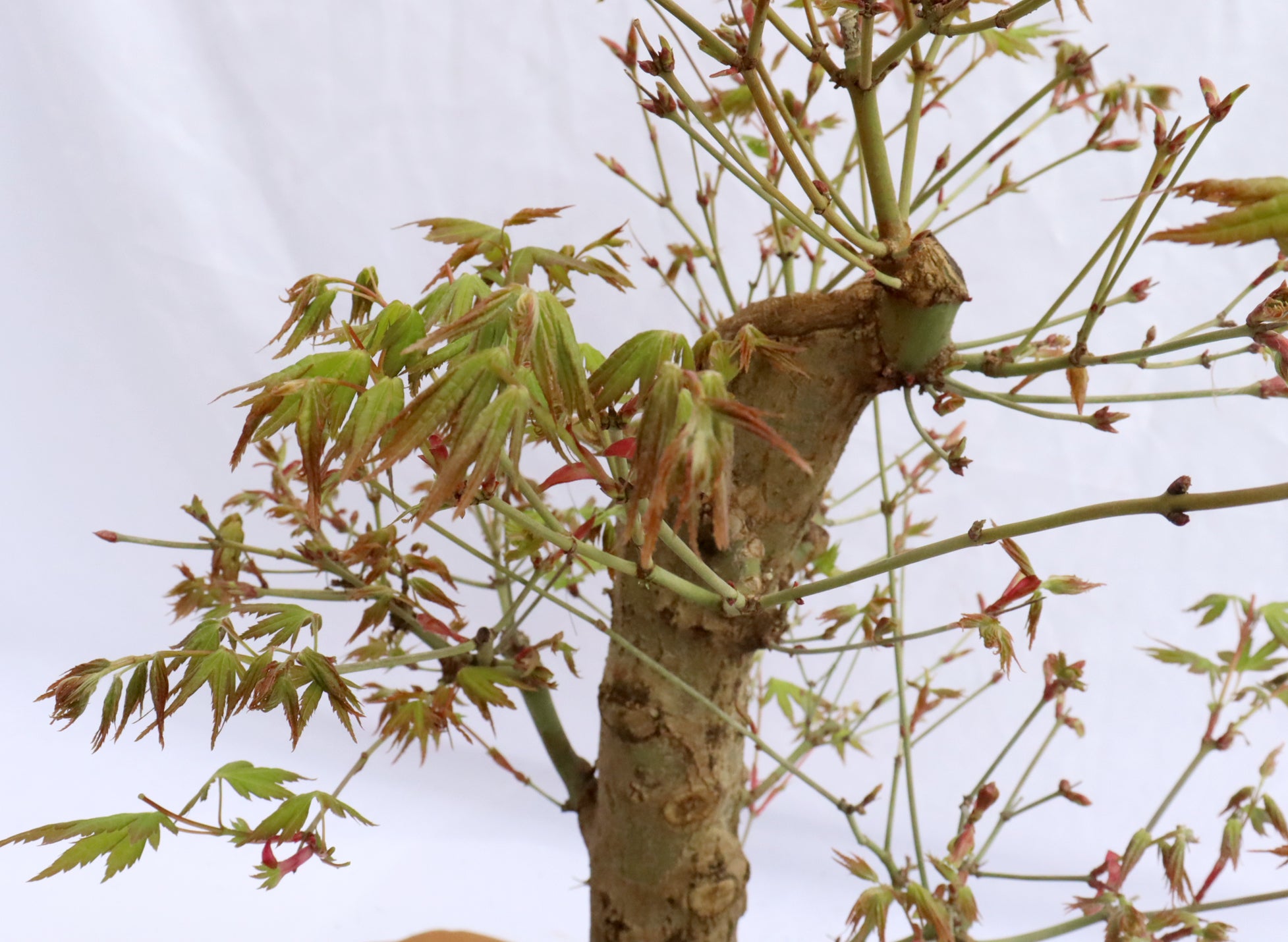 Japanese Maple Specimen Bonsai