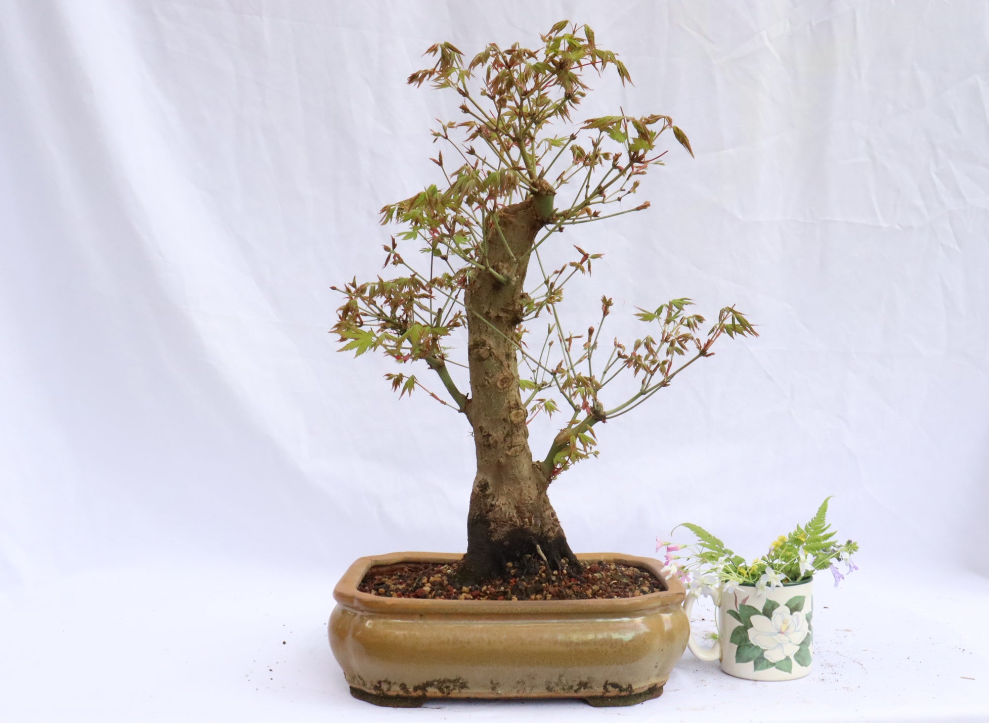 Japanese Maple Specimen Bonsai