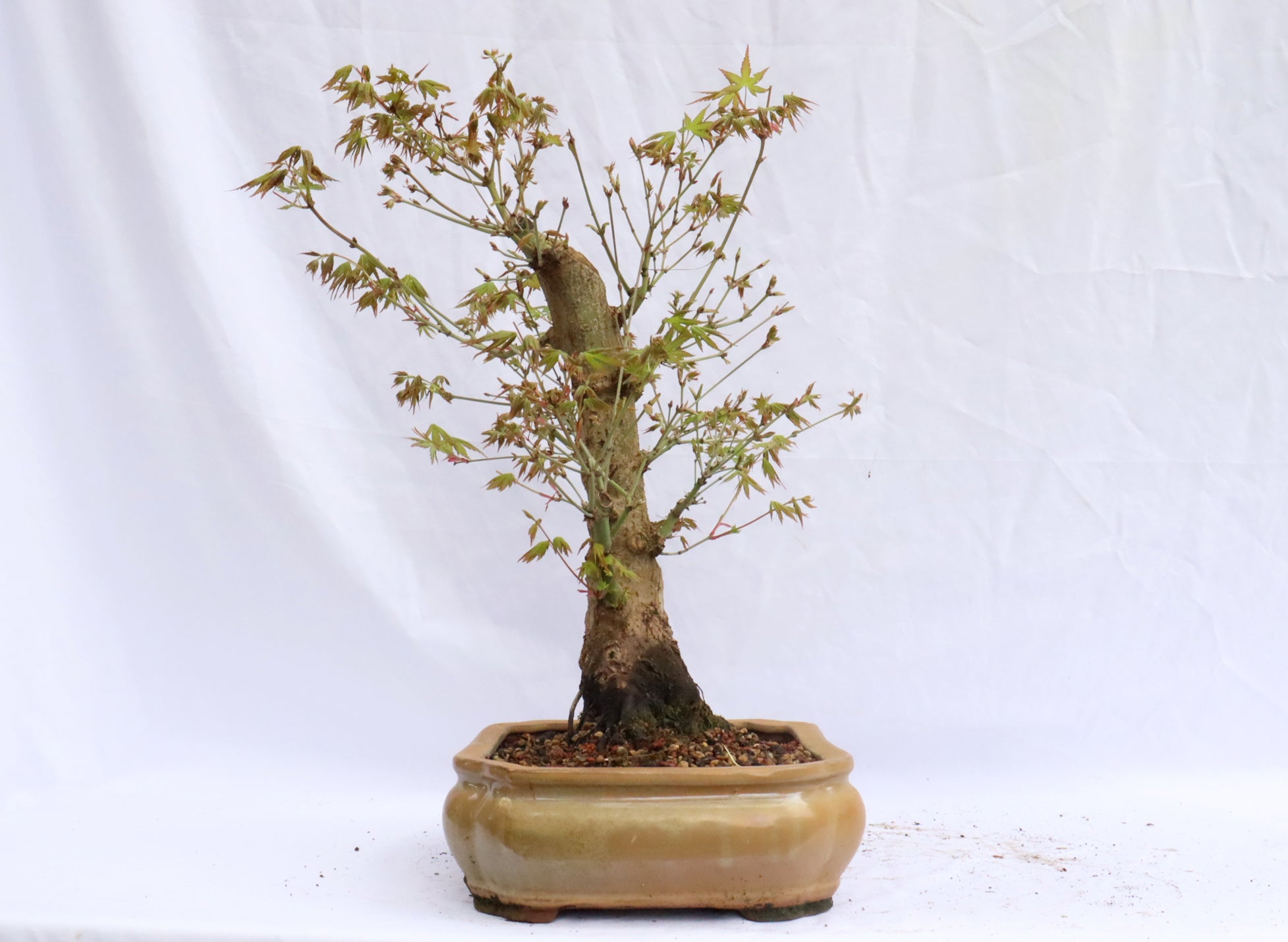 Japanese Maple Specimen Bonsai