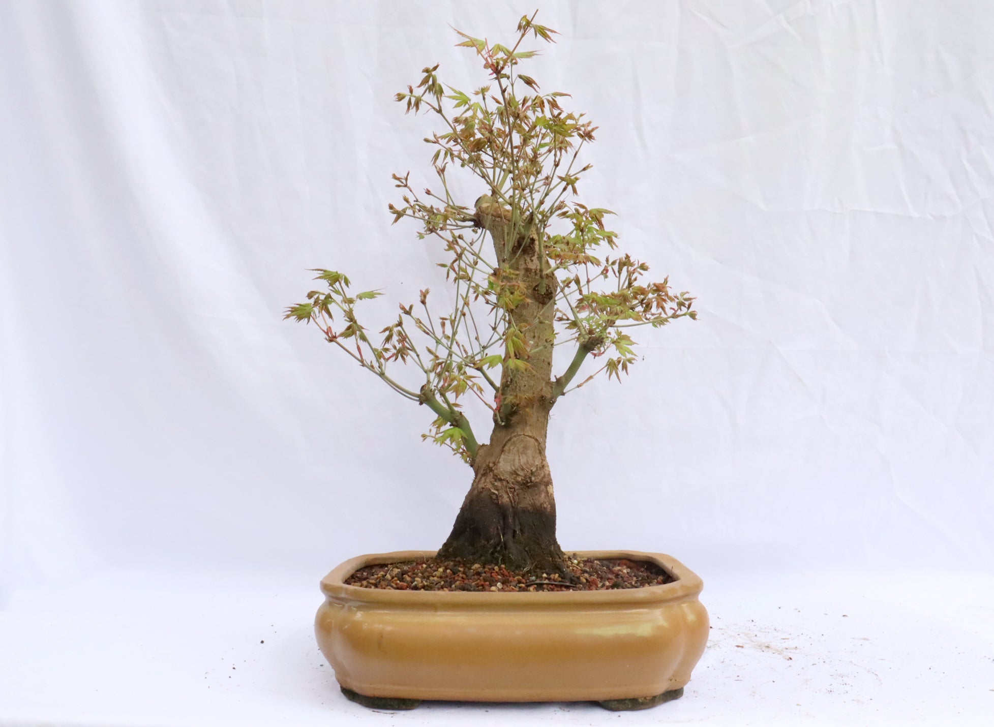 Japanese Maple Specimen Bonsai