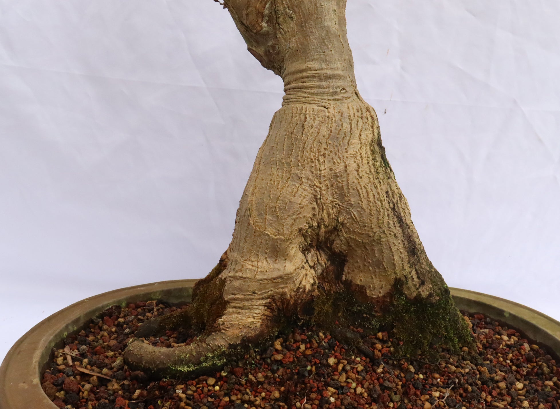 Japanese Maple Specimen Bonsai