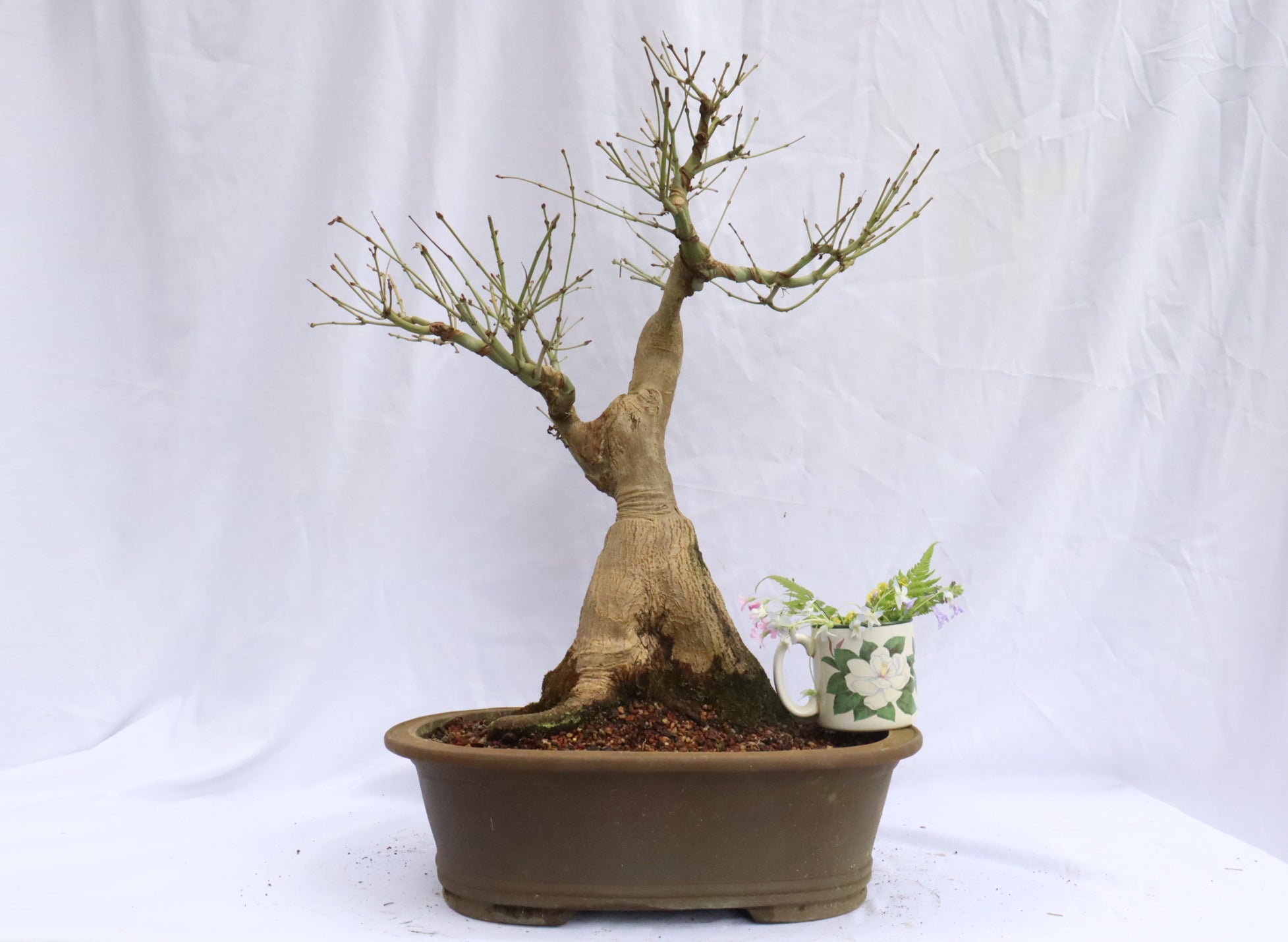 Japanese Maple Specimen Bonsai