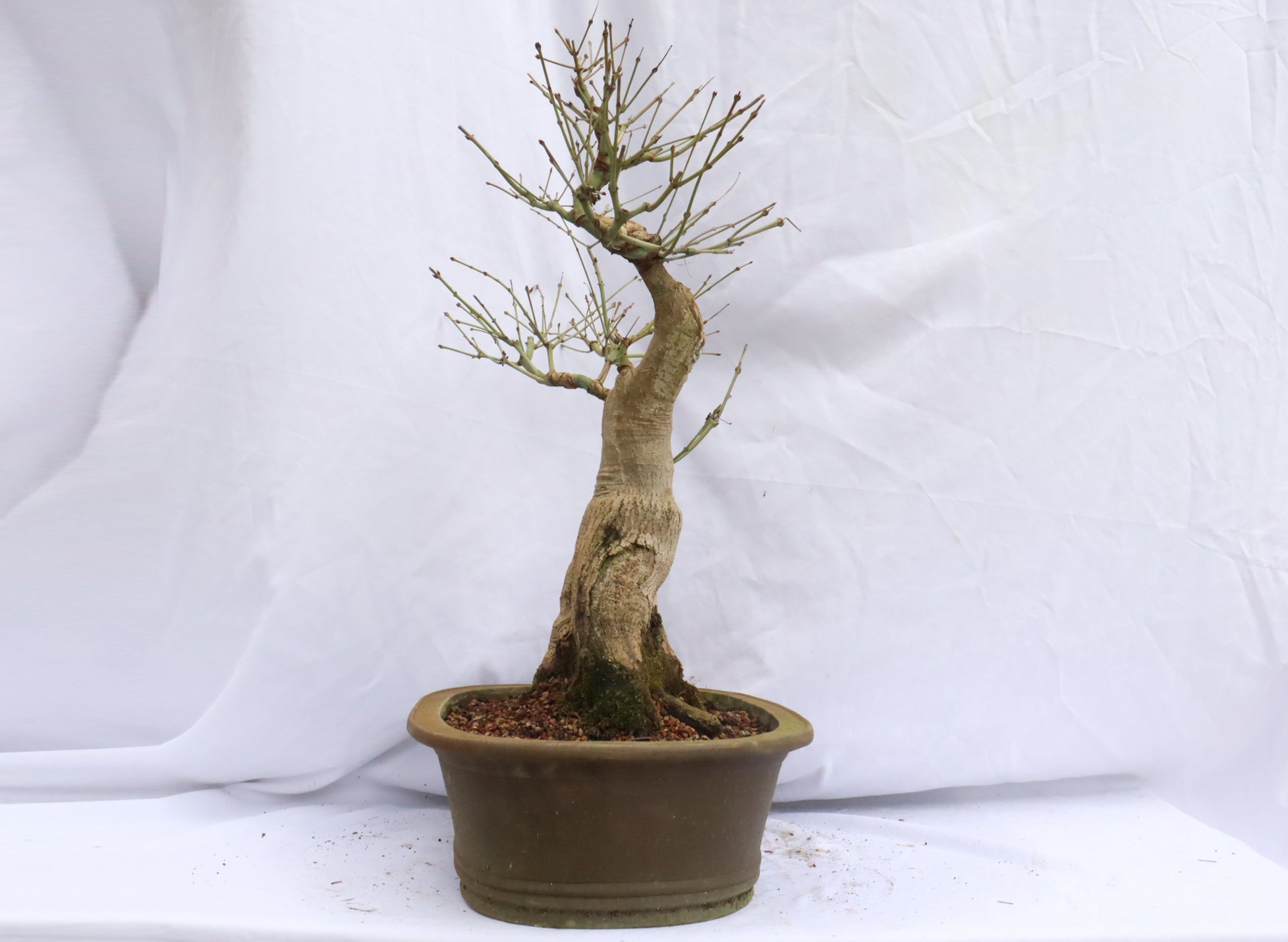 Japanese Maple Specimen Bonsai