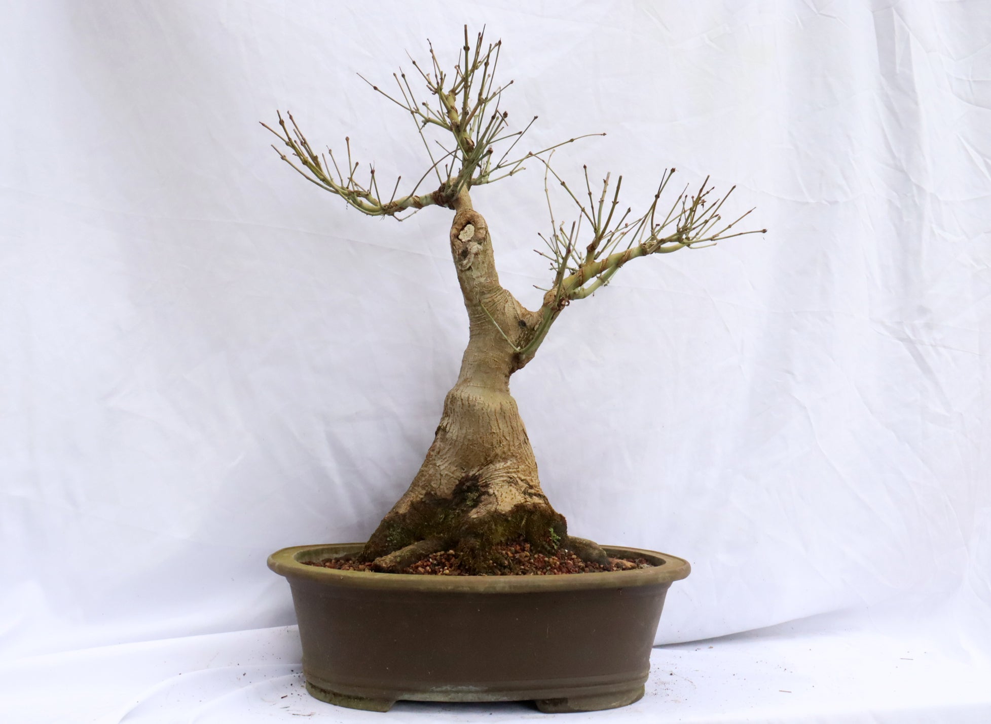 Japanese Maple Specimen Bonsai