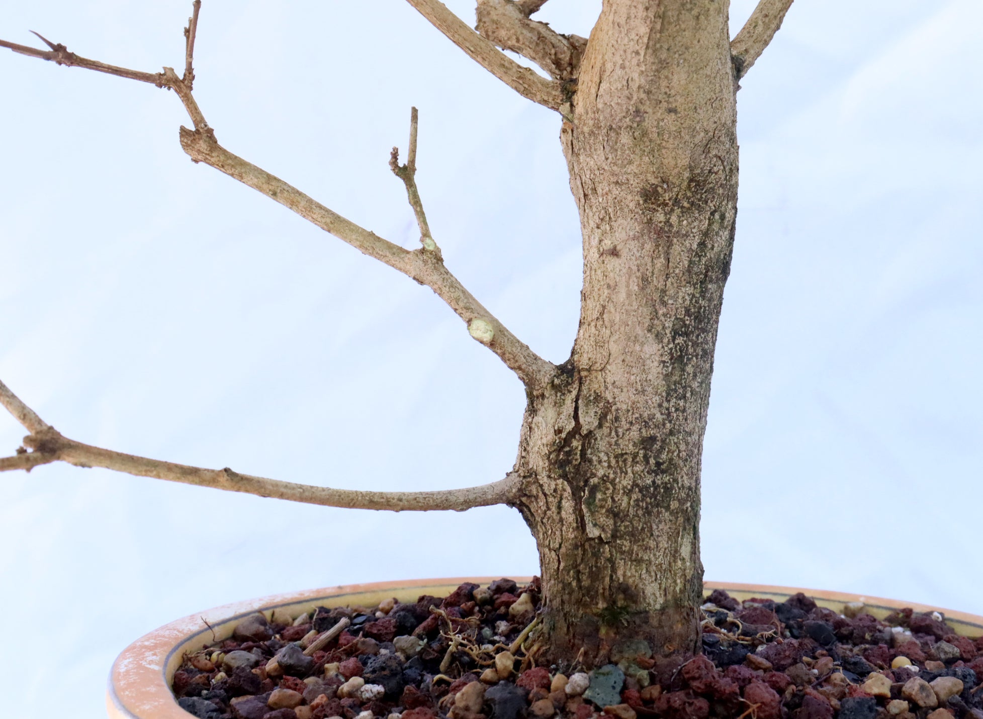 Musk Maple in a Glazed Container