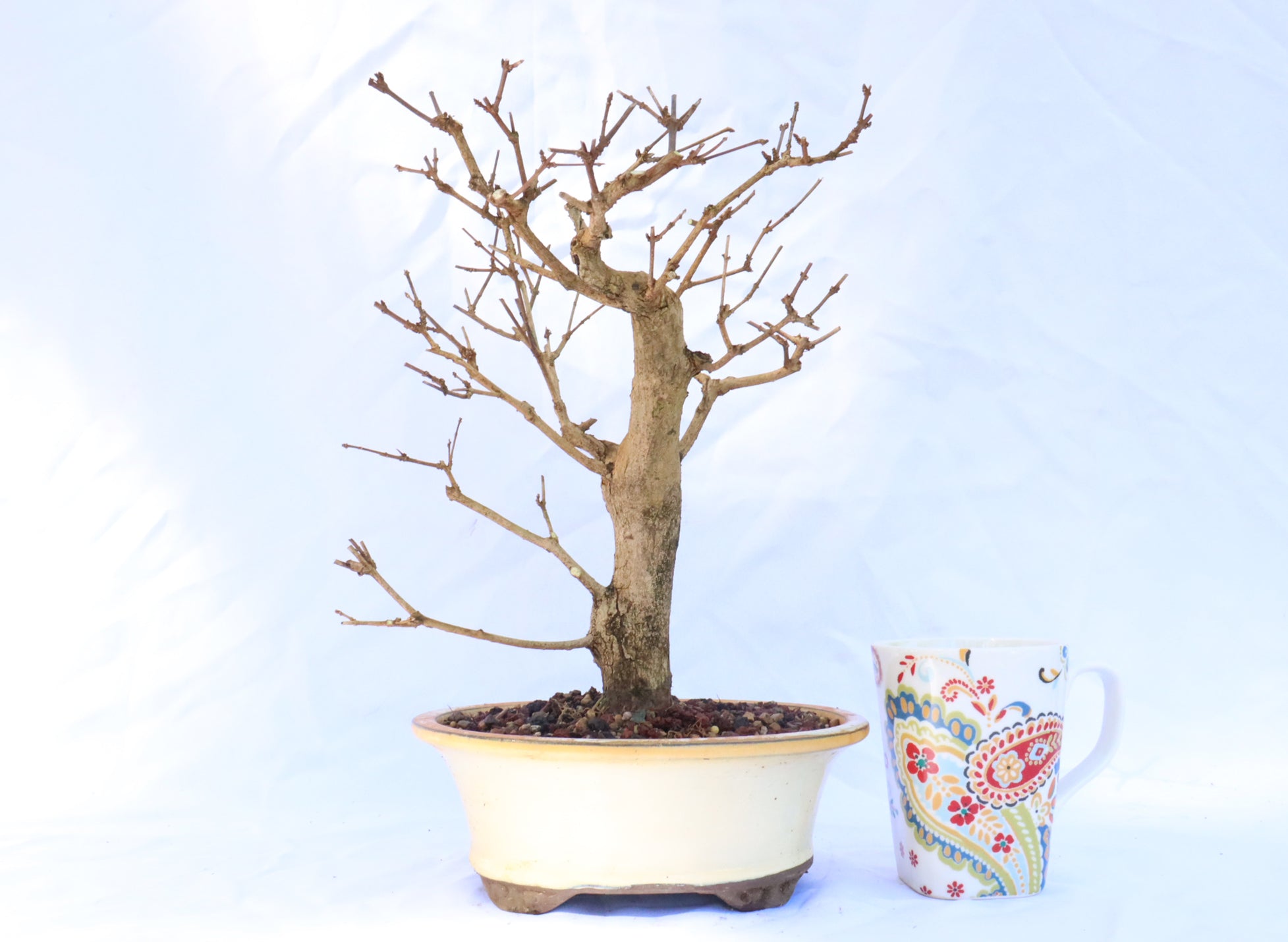Musk Maple in a Glazed Container