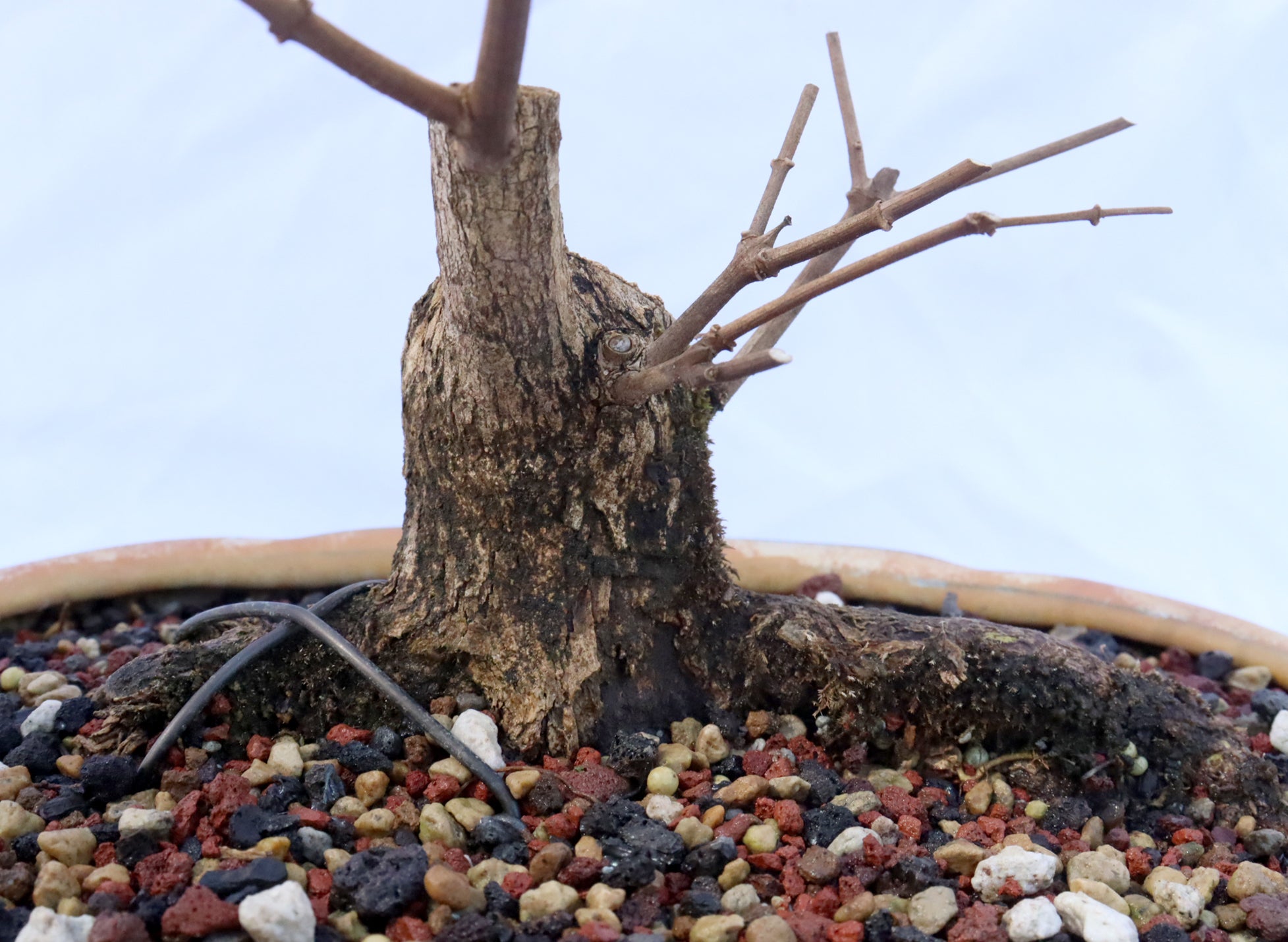 Musk Maple in an Glazed Container