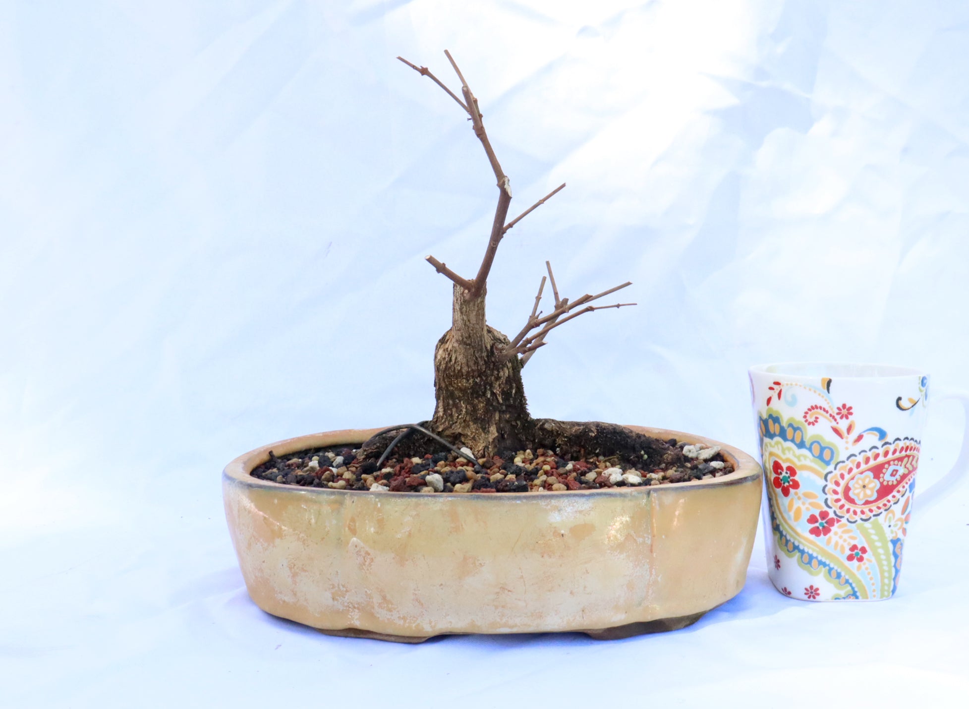 Musk Maple in an Glazed Container