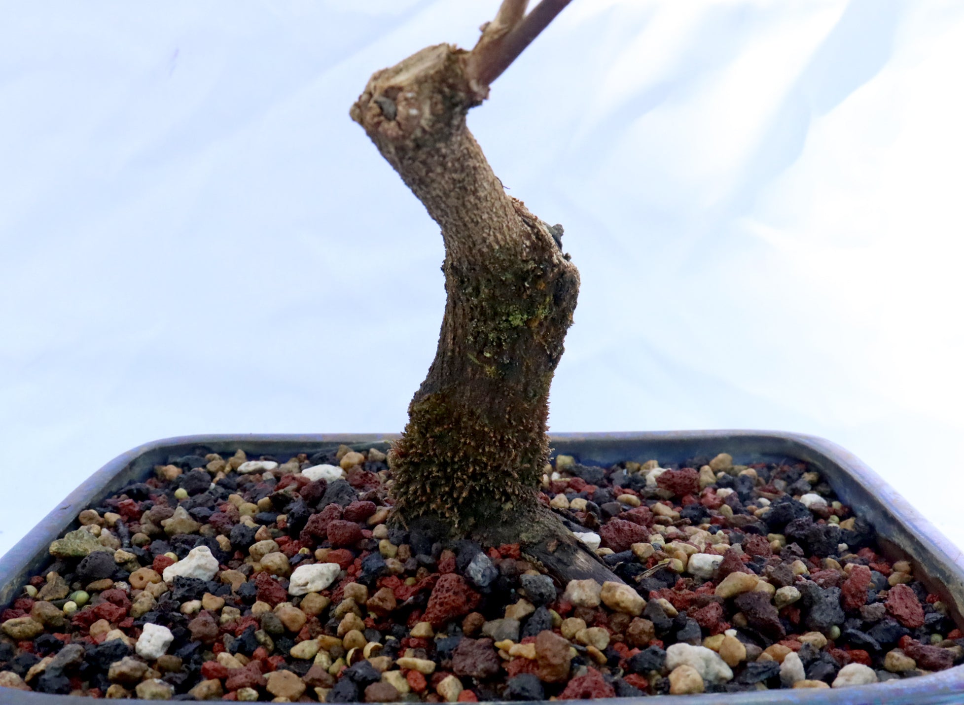 Musk Maple in an Glazed Container