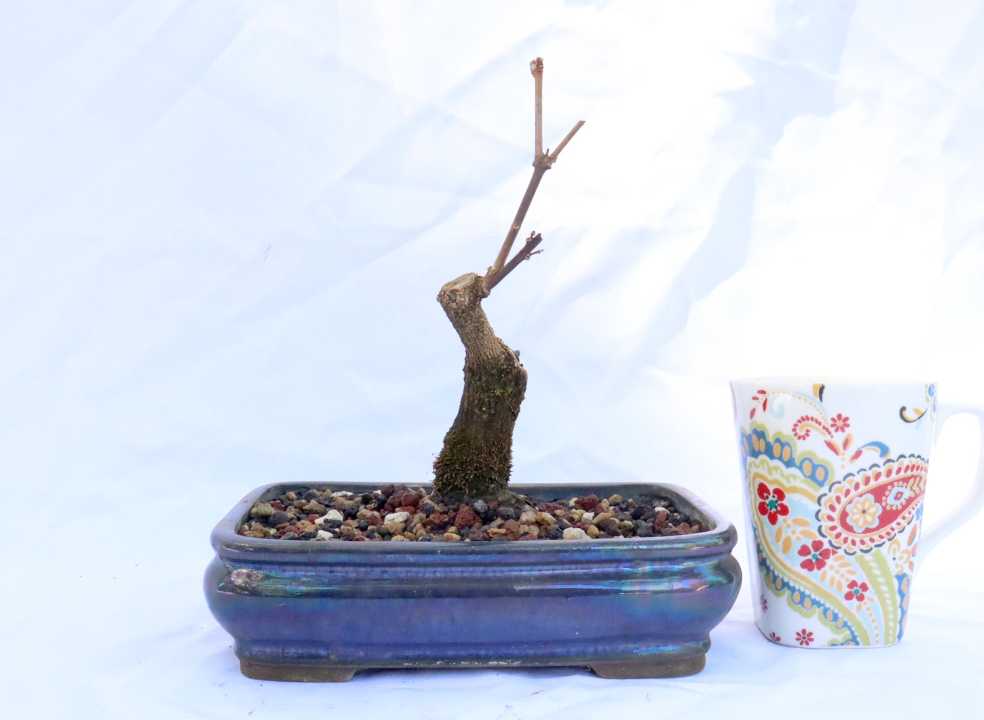 Musk Maple in an Glazed Container