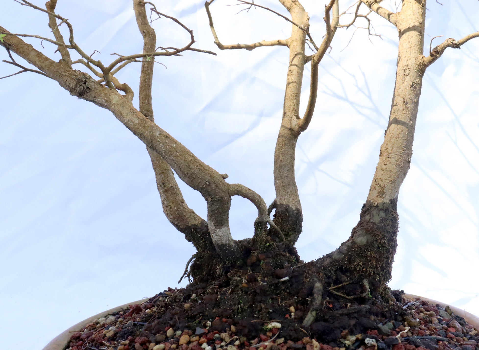 Native Hackberry Clump in a Sam Smith Pot
