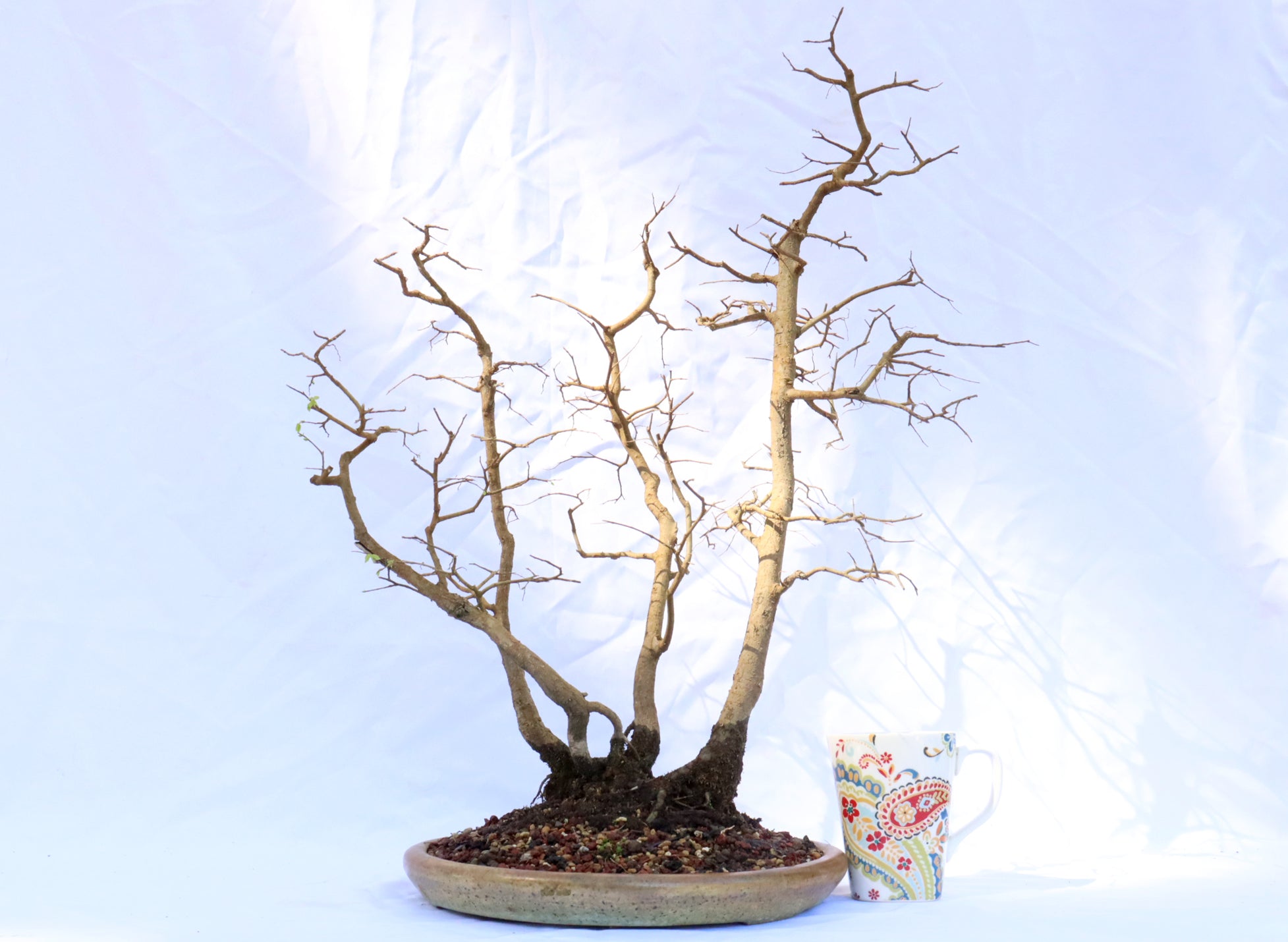 Native Hackberry Clump in a Sam Smith Pot