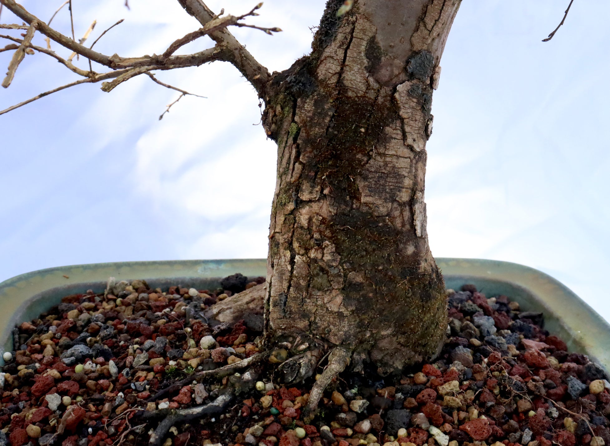 Winged Elm in a Glazed Bonsai Container